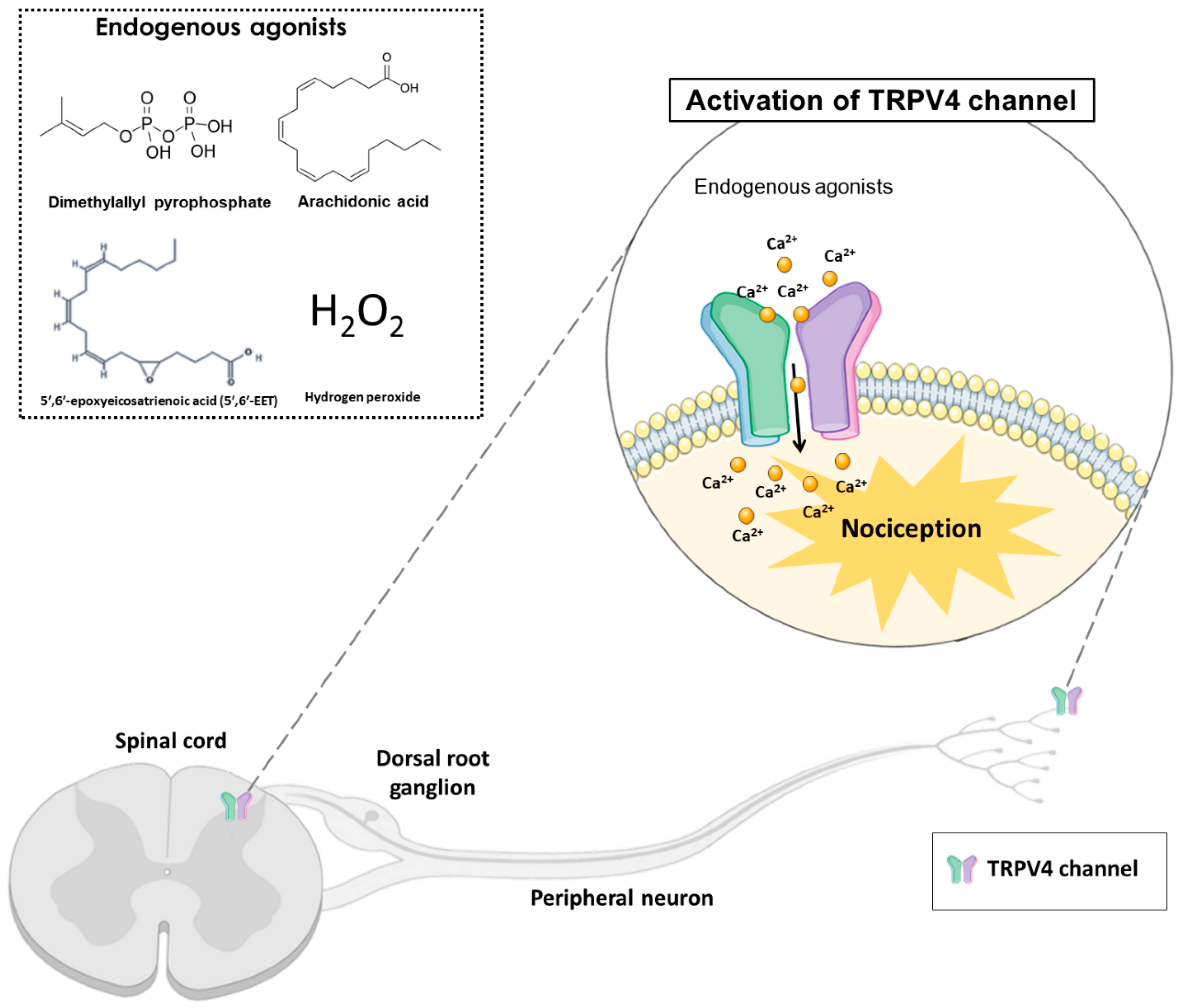 Antioxidants 12 00024 g001