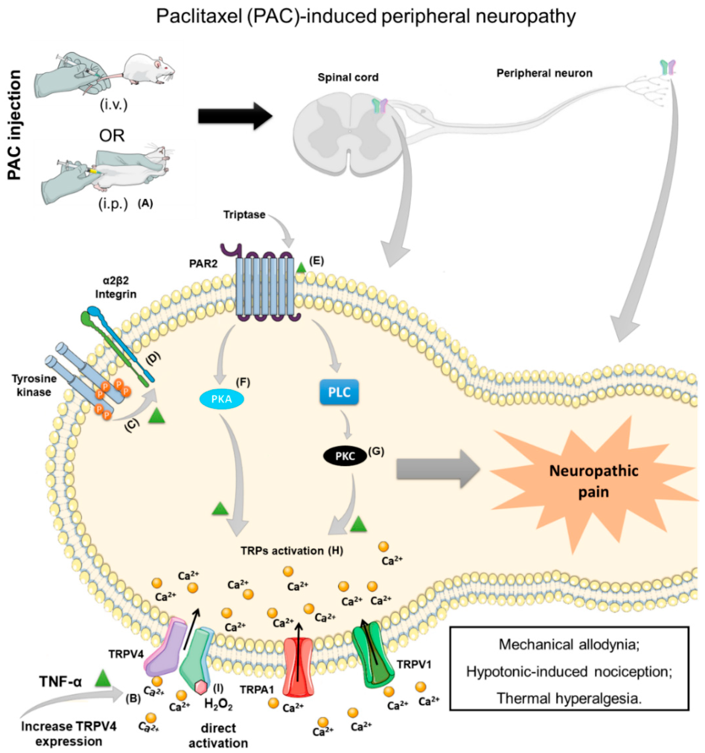Antioxidants 12 00024 g003
