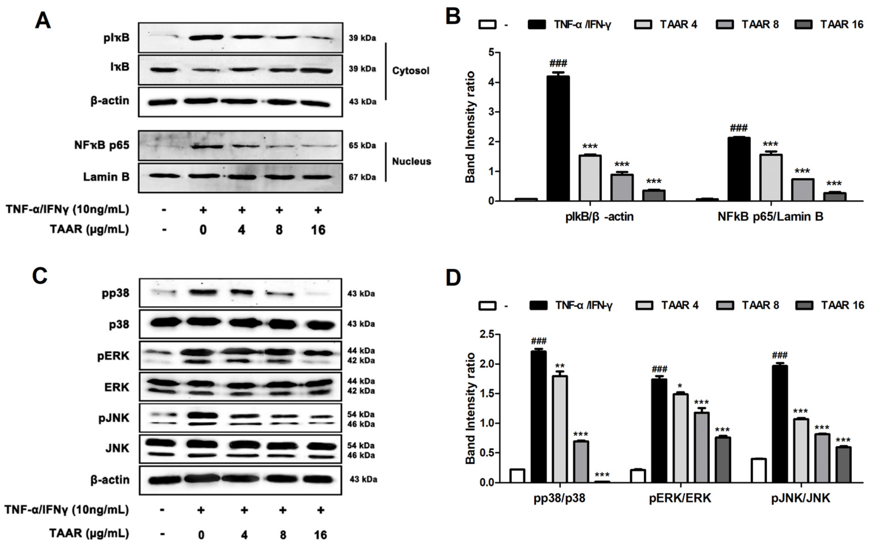 Antioxidants 12 00027 g004 Antioxidants 12 00027 g004