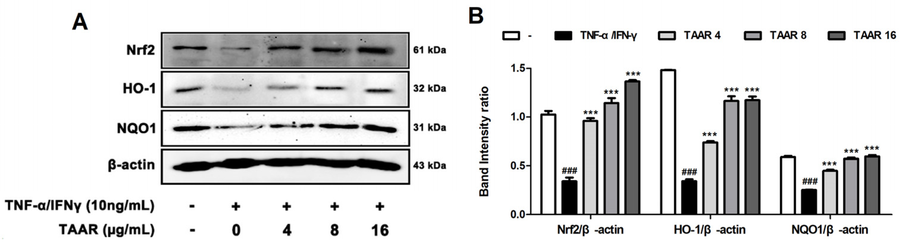Antioxidants 12 00027 g005 Antioxidants 12 00027 g005