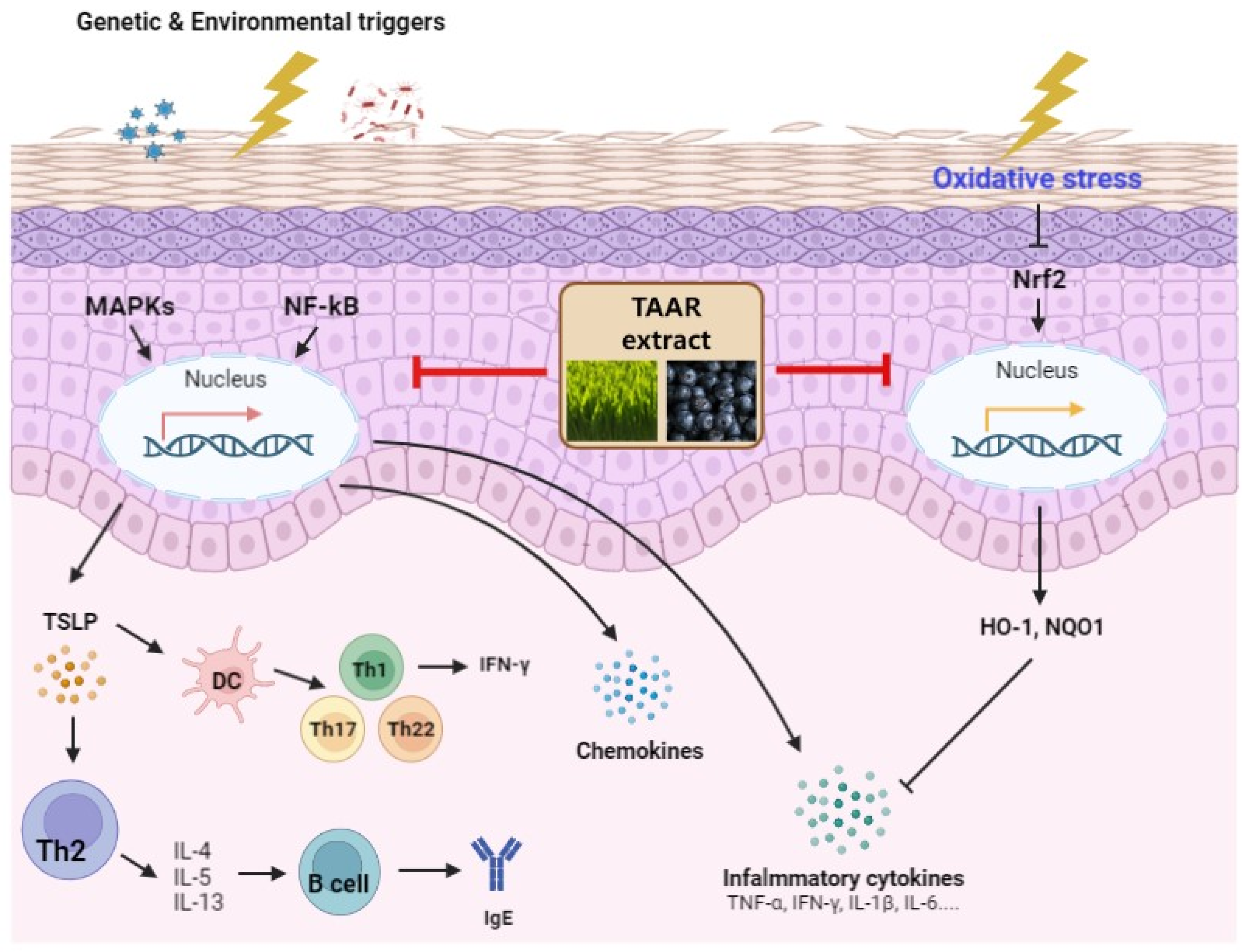 Antioxidants 12 00027 g010 Antioxidants 12 00027 g010