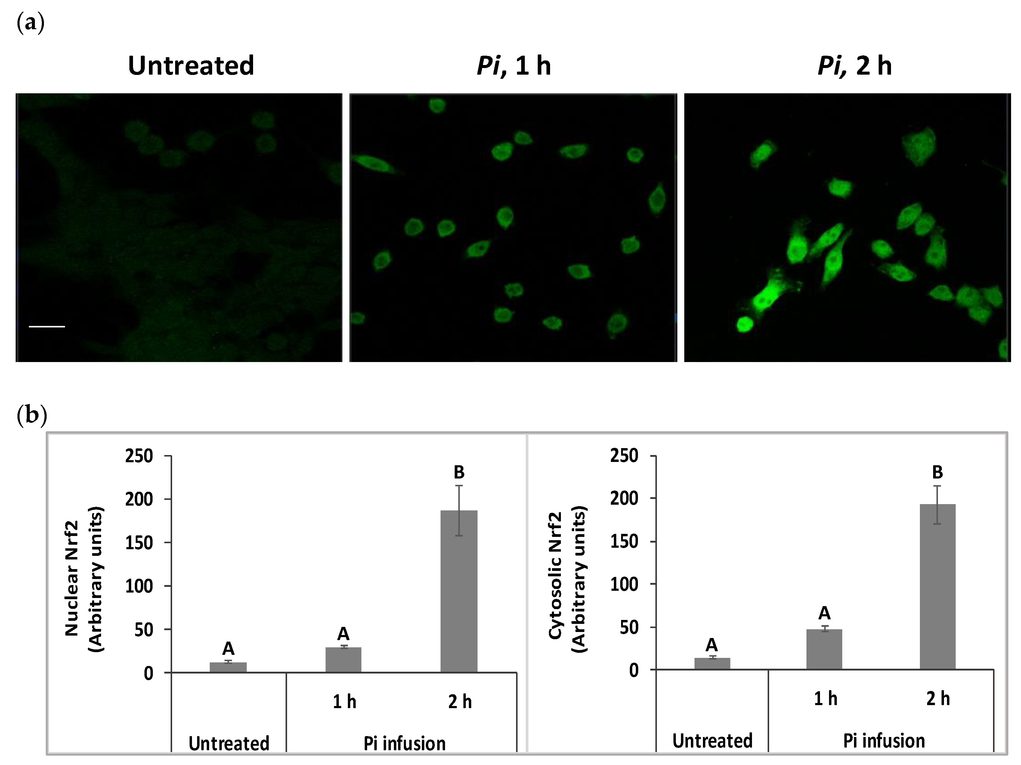 Antioxidants 12 00032 g005 Antioxidants 12 00032 g005