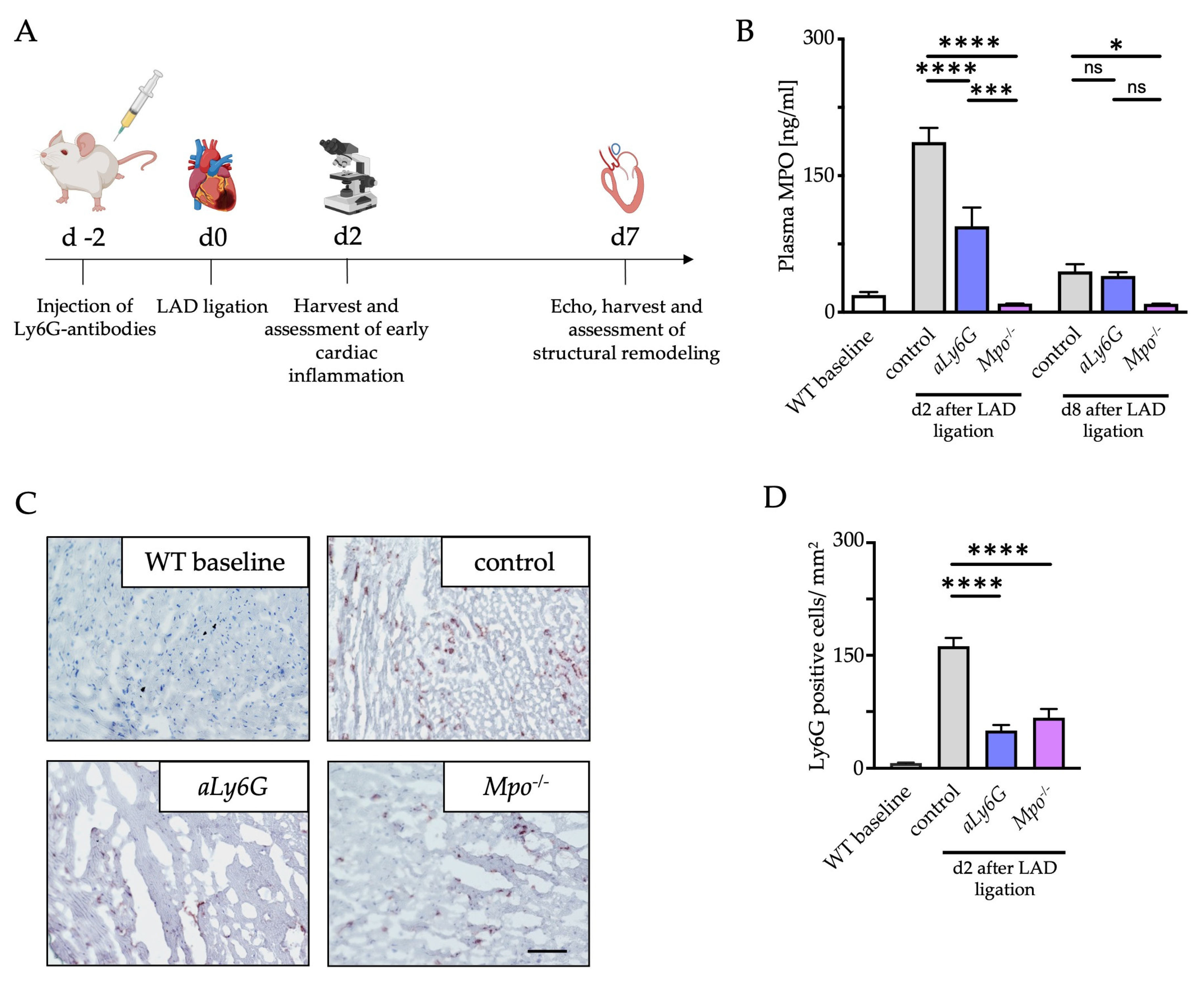 Antioxidants 12 00033 g001 Antioxidants 12 00033 g001