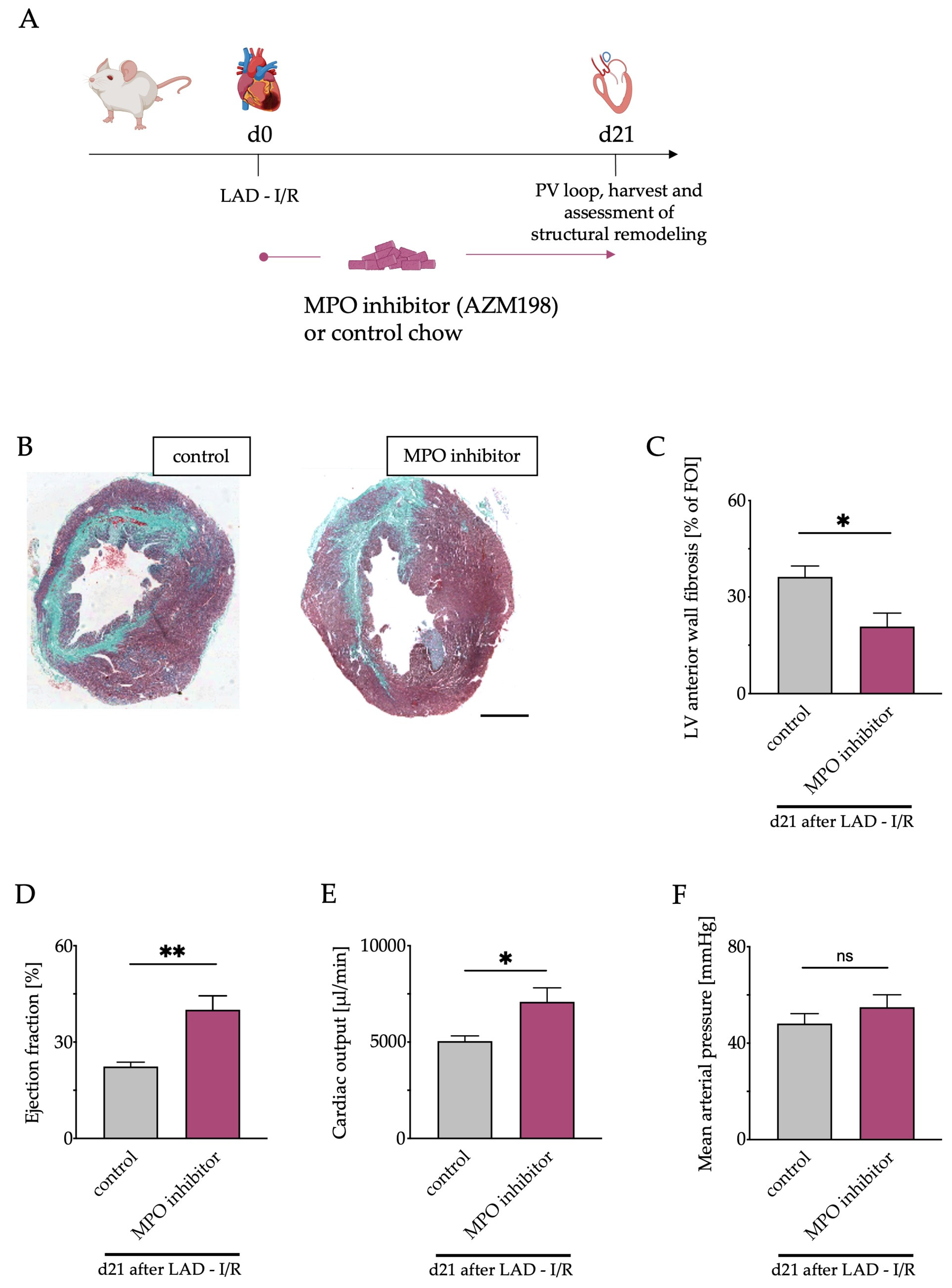 Antioxidants 12 00033 g006 Antioxidants 12 00033 g006