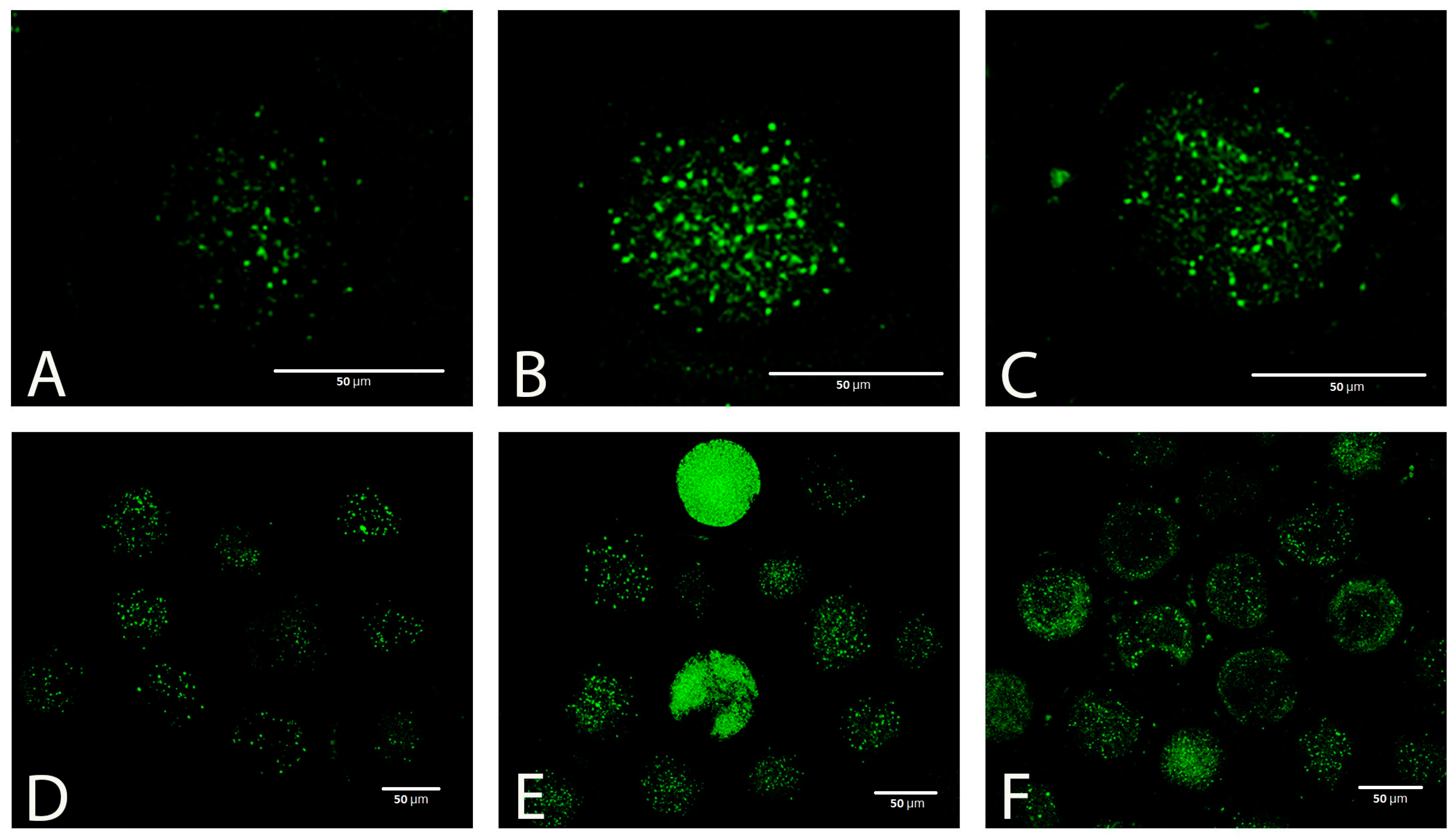 Antioxidants 12 00035 g005