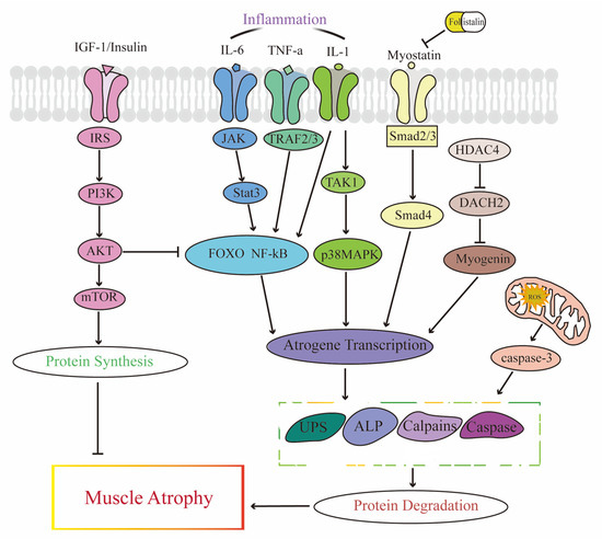 Potential Therapeutic Strategies for Skeletal Muscle Atrophy