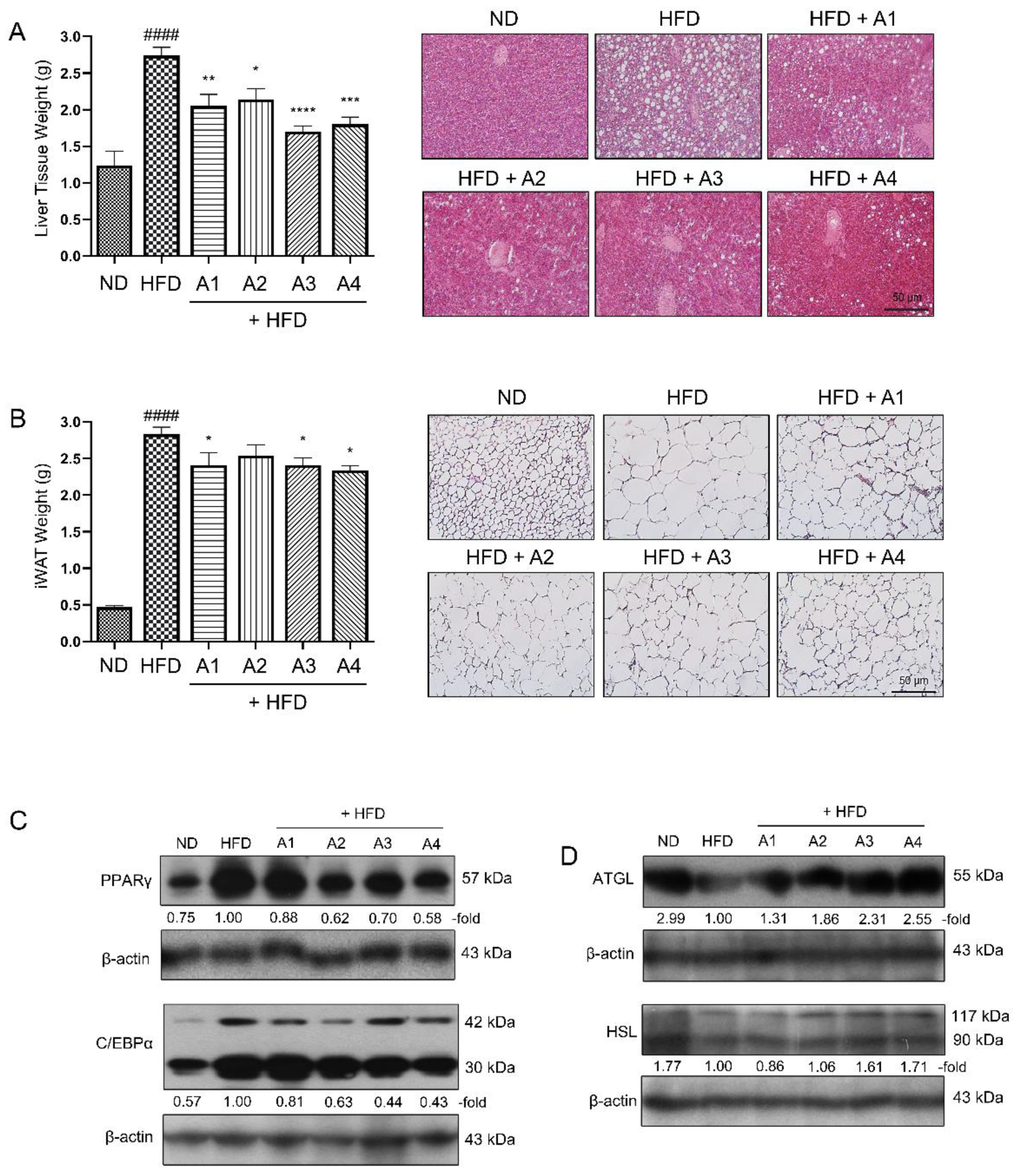 Antioxidants 12 00049 g002 Antioxidants 12 00049 g002