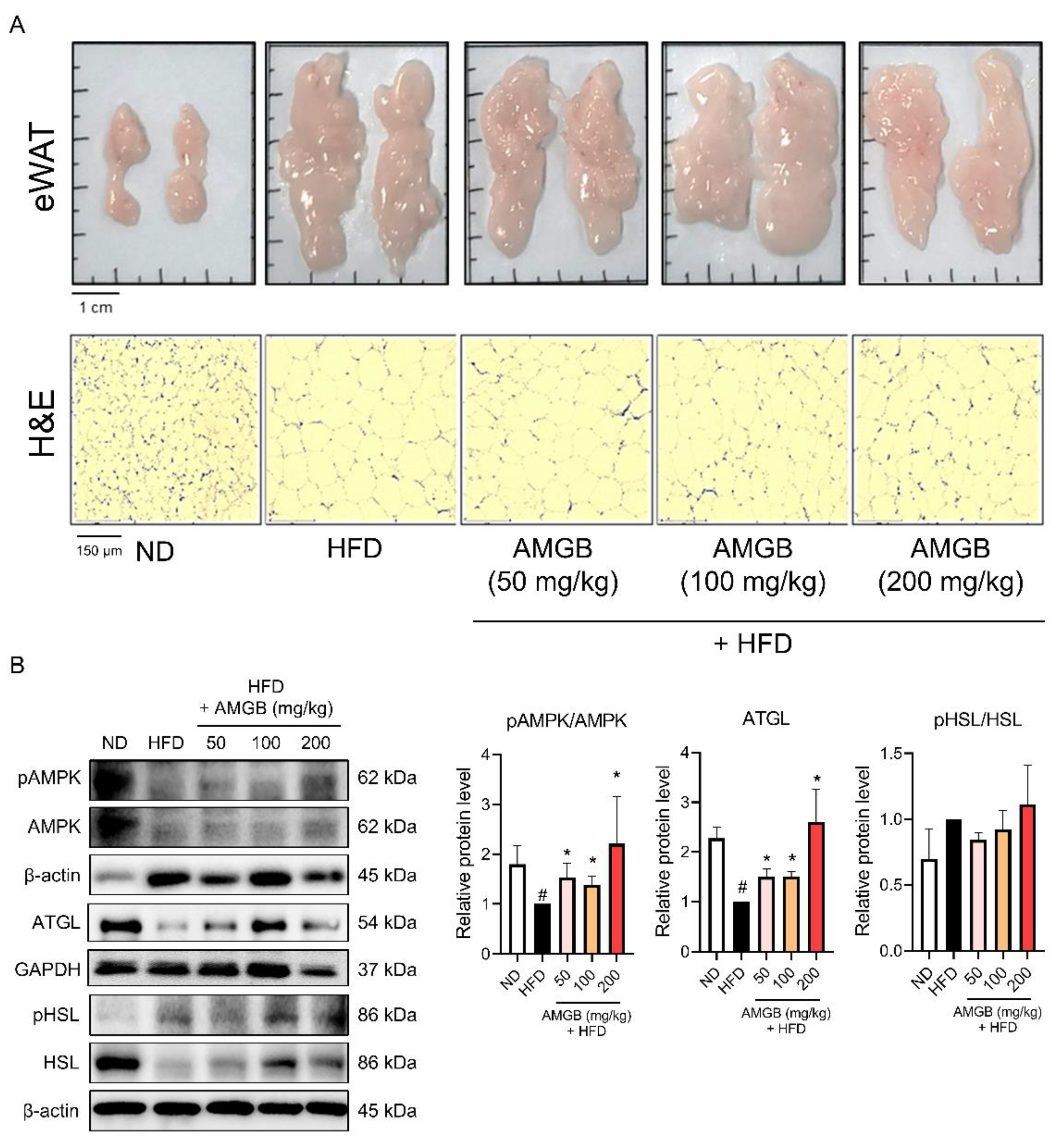 Antioxidants 12 00049 g004 Antioxidants 12 00049 g004