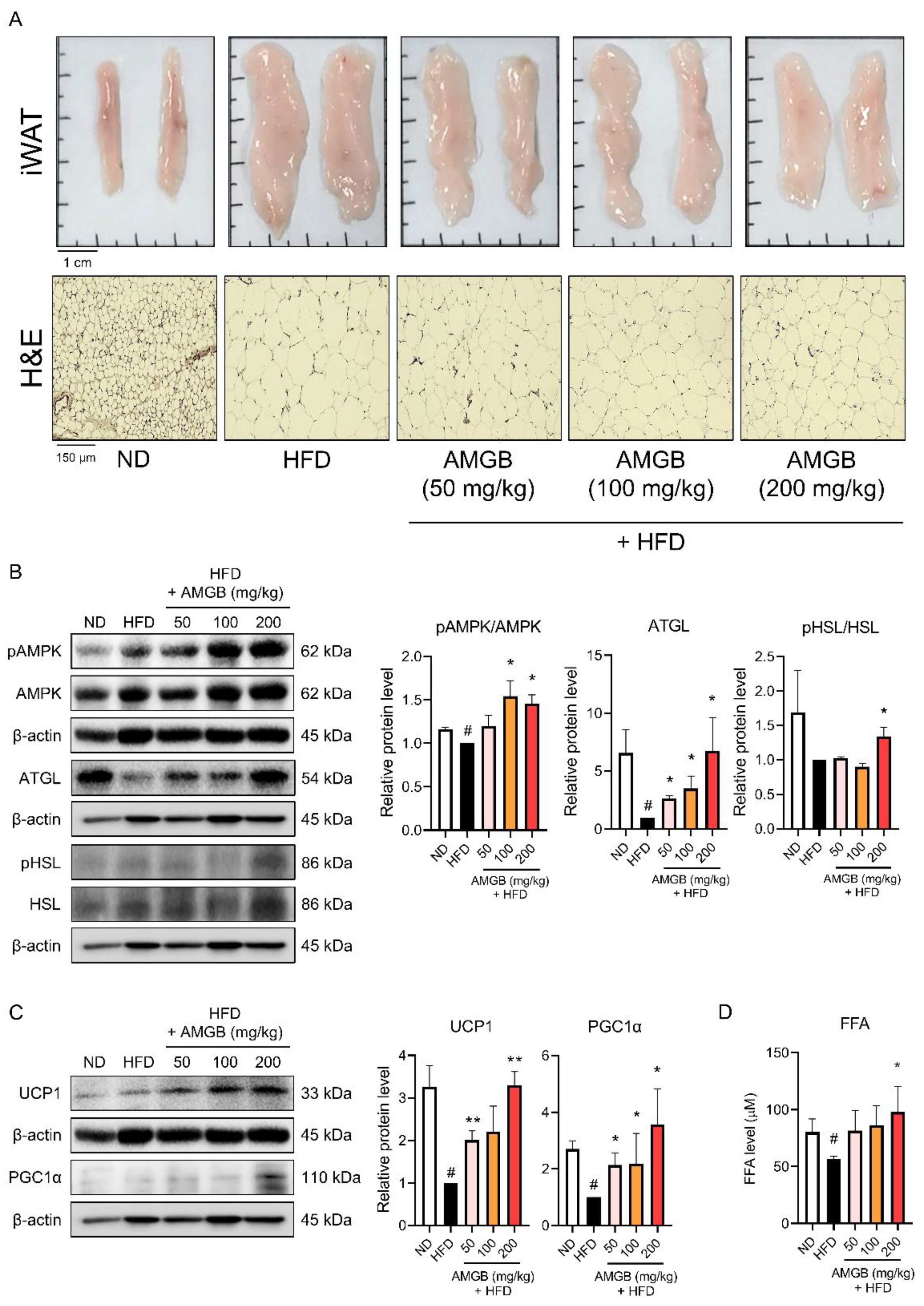 Antioxidants 12 00049 g006 Antioxidants 12 00049 g006