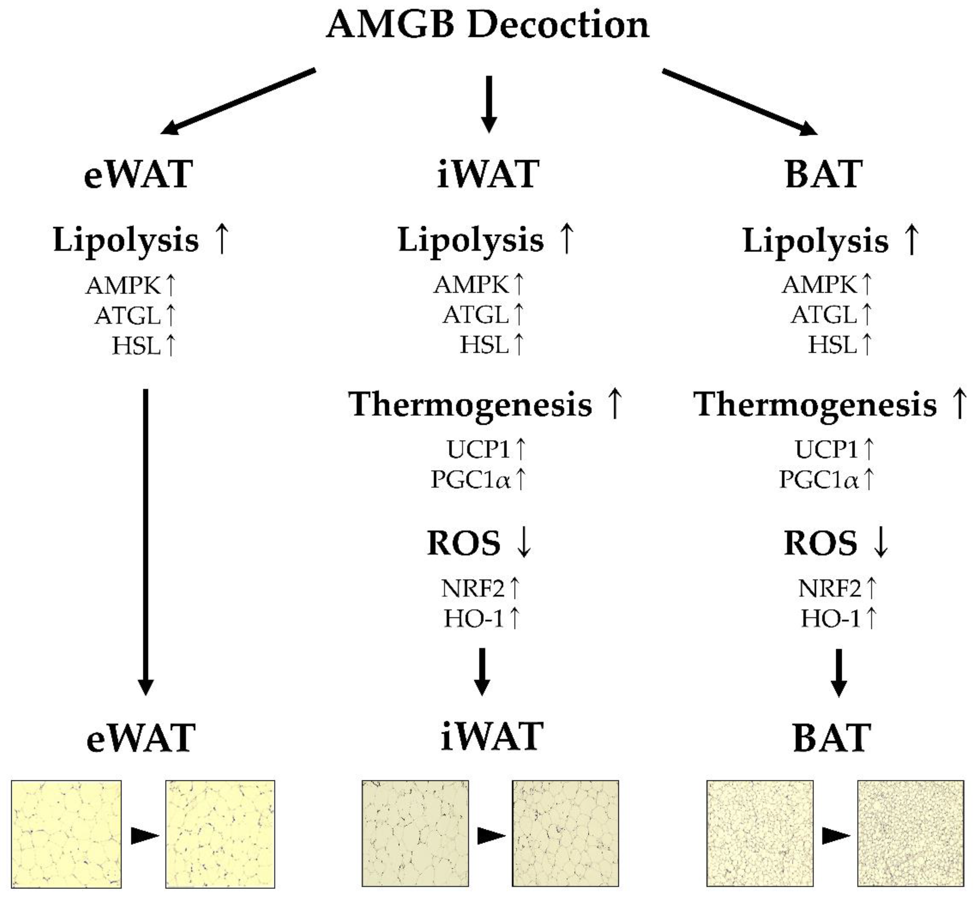 Antioxidants 12 00049 g008 Antioxidants 12 00049 g008