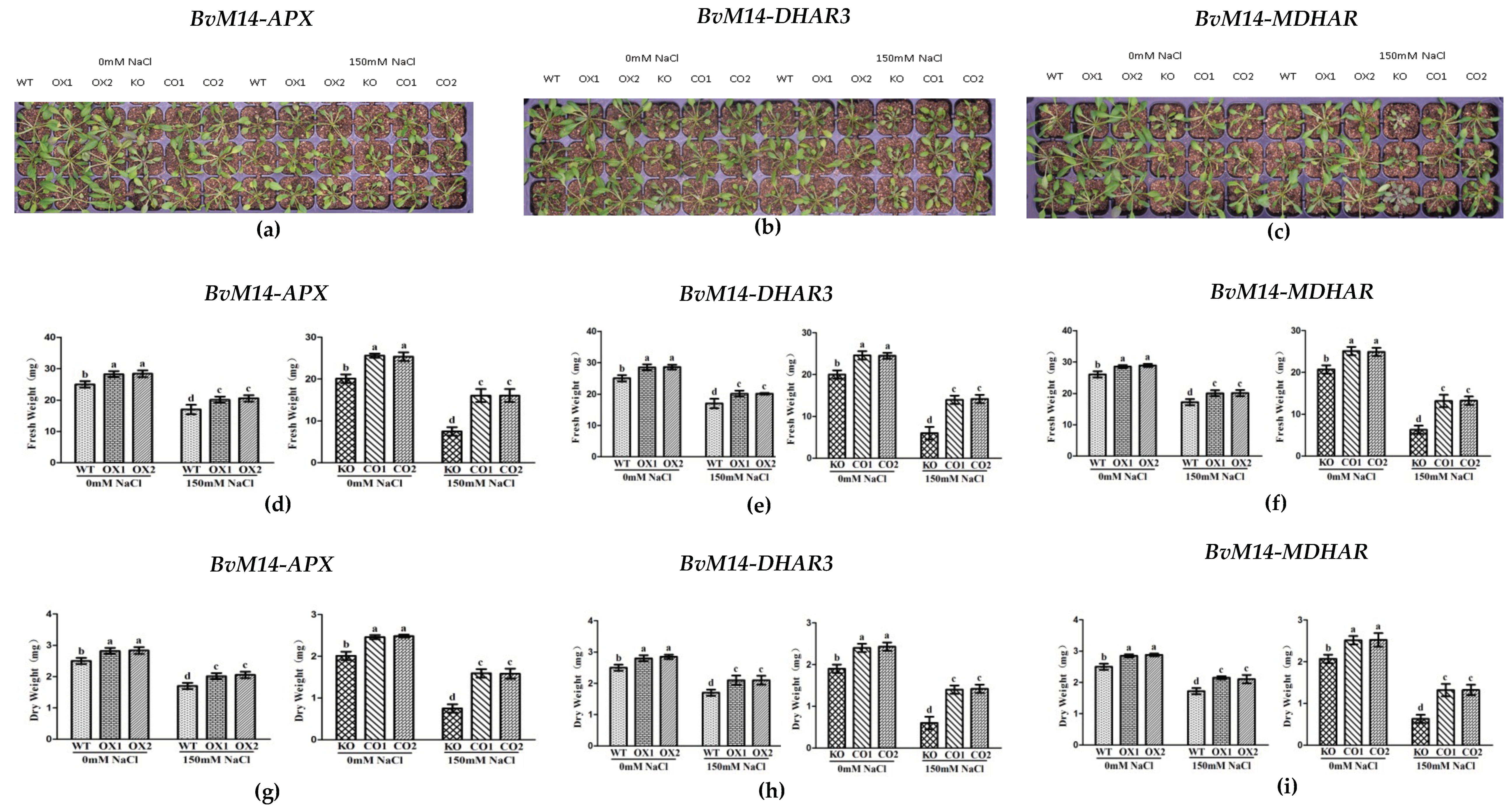Antioxidants 12 00057 g002 Antioxidants 12 00057 g002