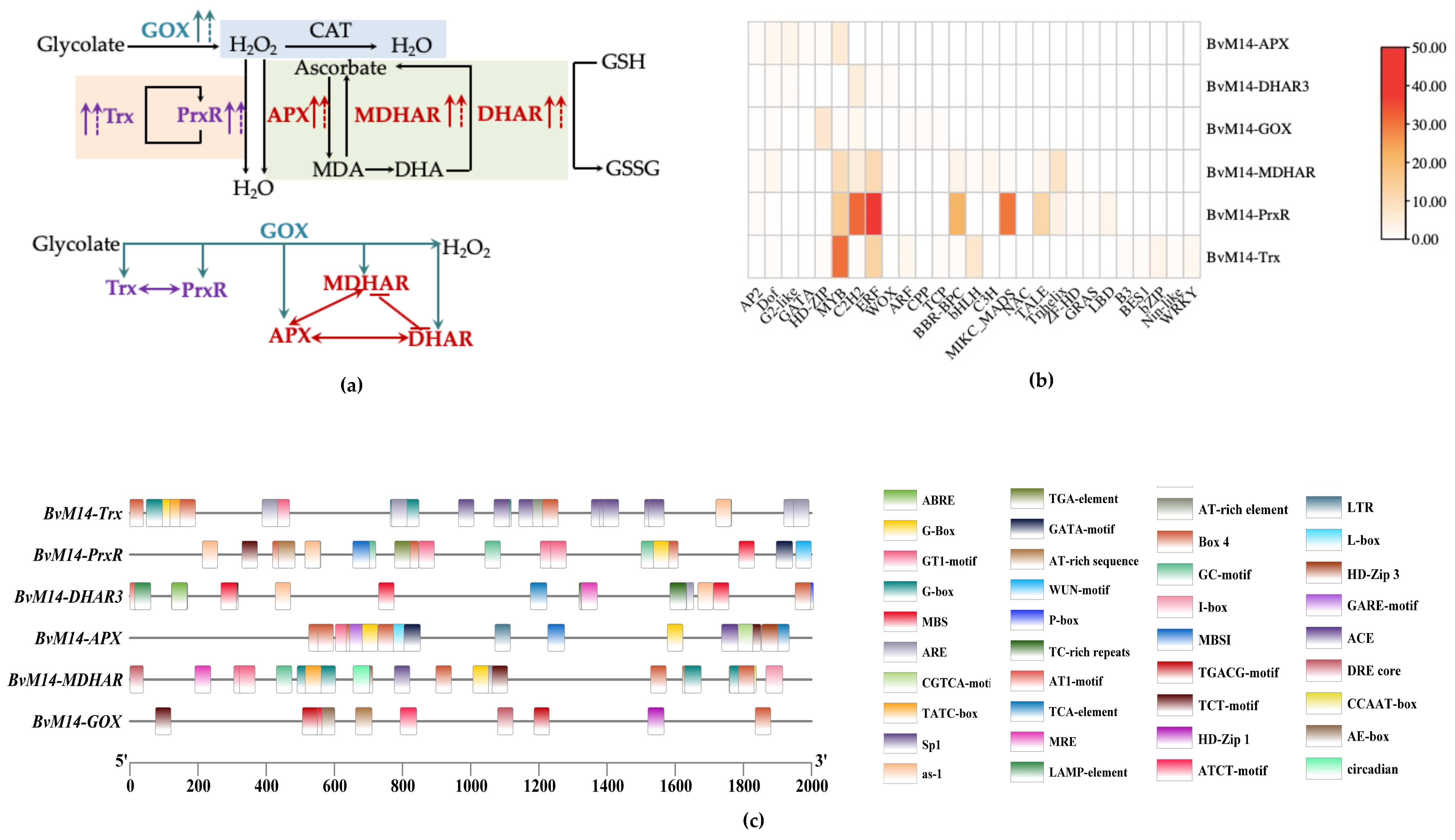 Antioxidants 12 00057 g008 Antioxidants 12 00057 g008
