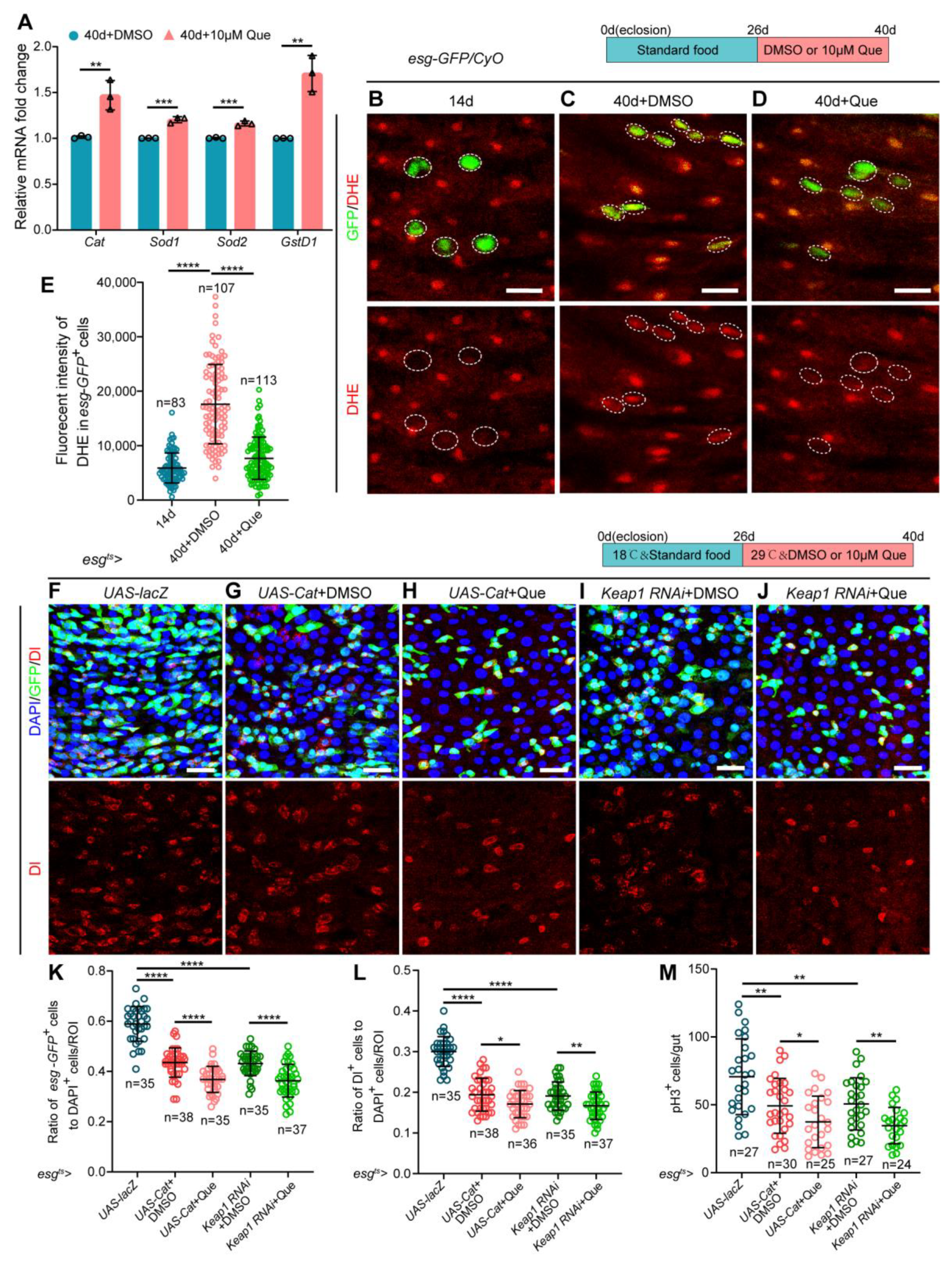 Antioxidants 12 00059 g004 Antioxidants 12 00059 g004