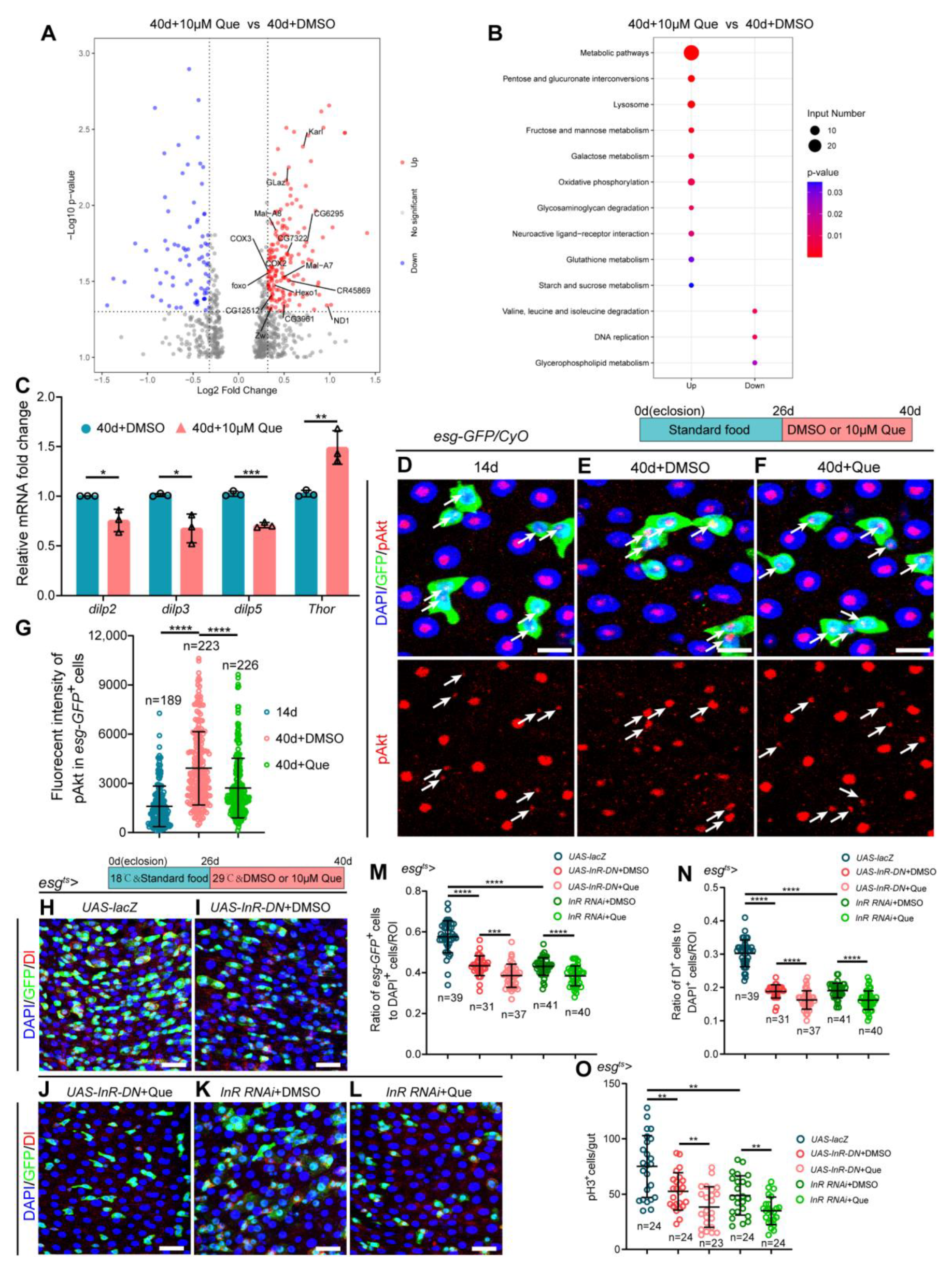 Antioxidants 12 00059 g005 Antioxidants 12 00059 g005