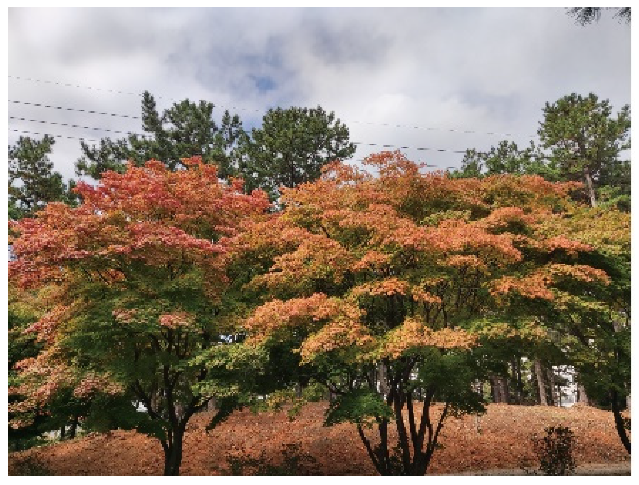 Antioxidants 12 00065 g001 Antioxidants 12 00065 g001