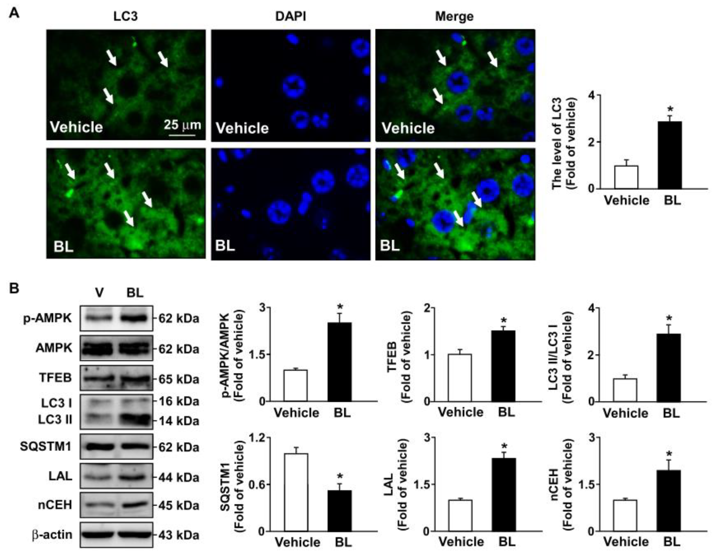 Antioxidants 12 00072 g005