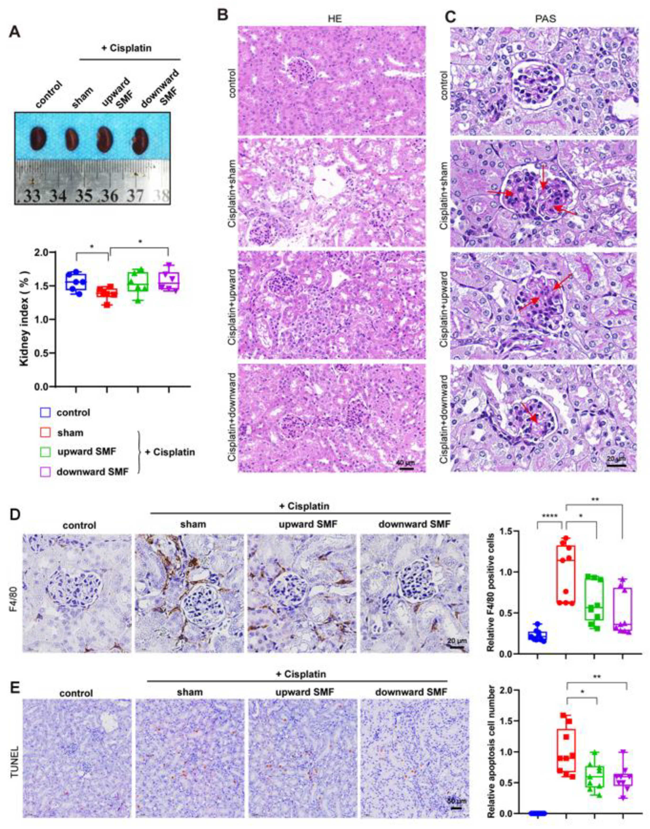 Antioxidants 12 00073 g004
