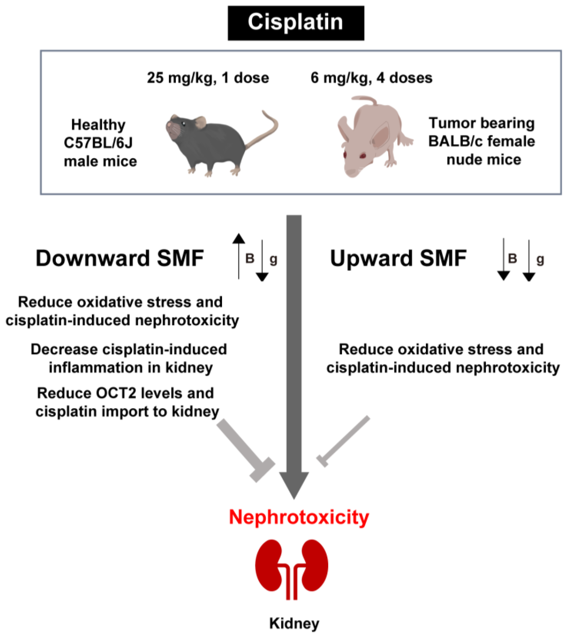 Antioxidants 12 00073 g007