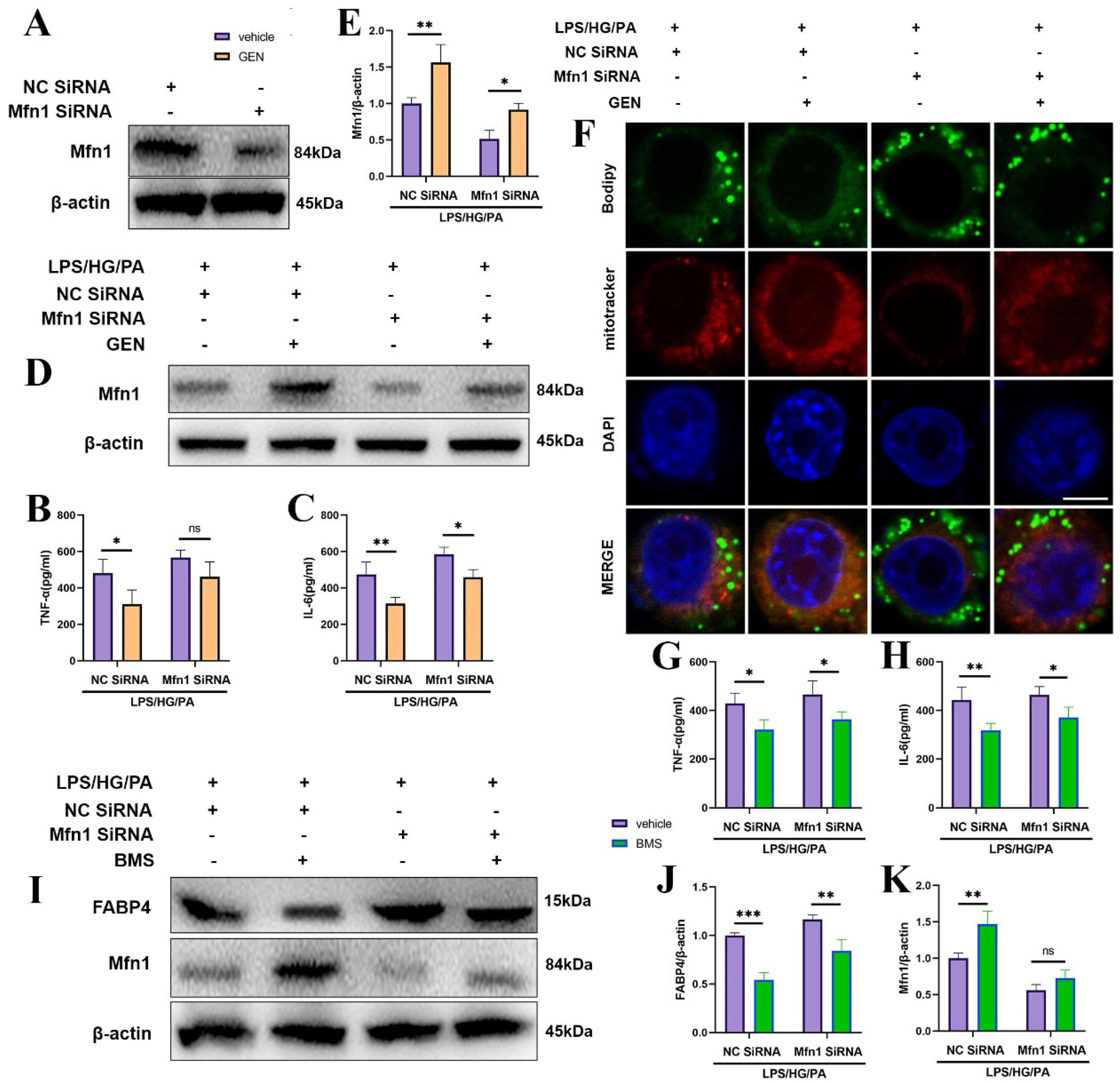Antioxidants 12 00074 g004