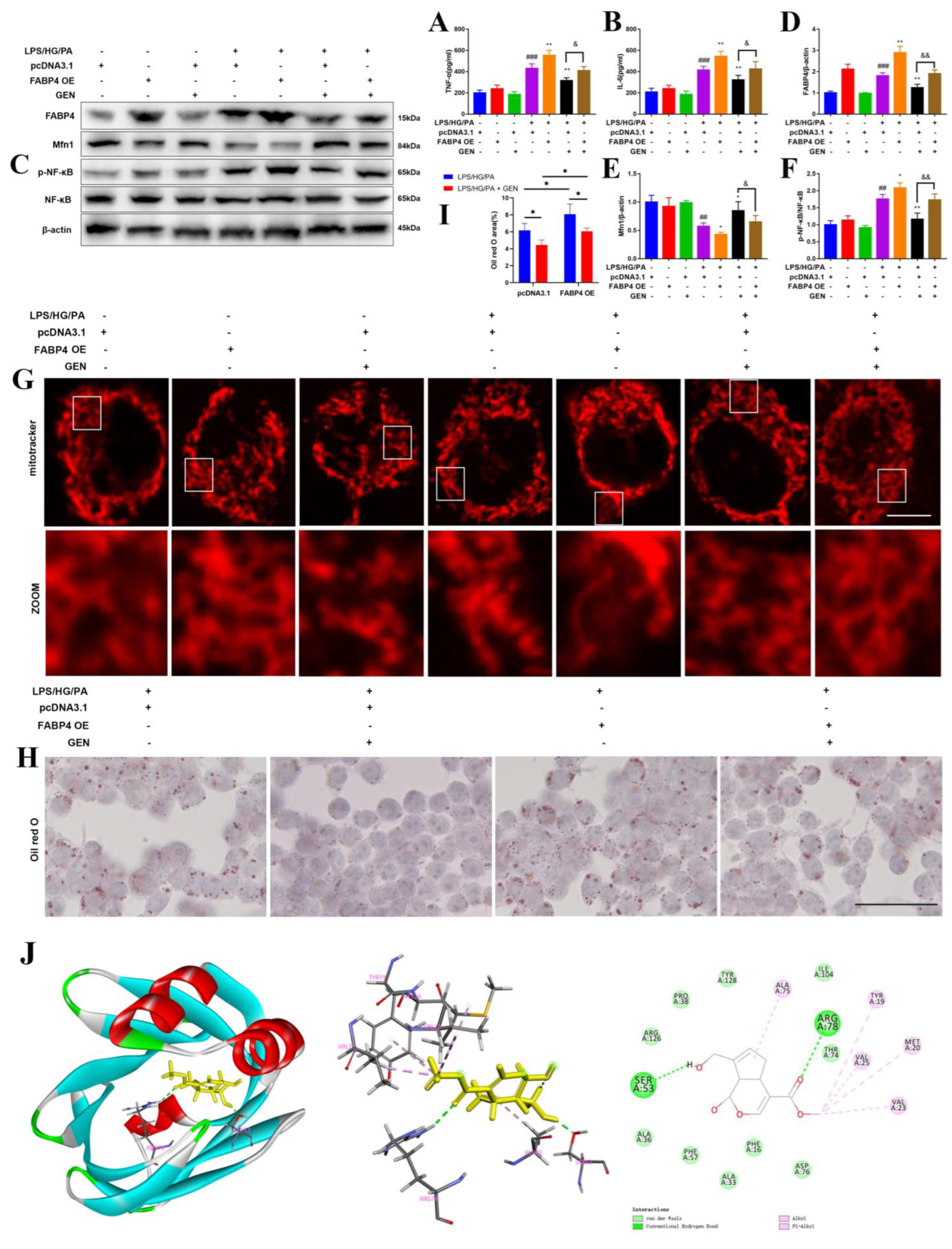 Antioxidants 12 00074 g005