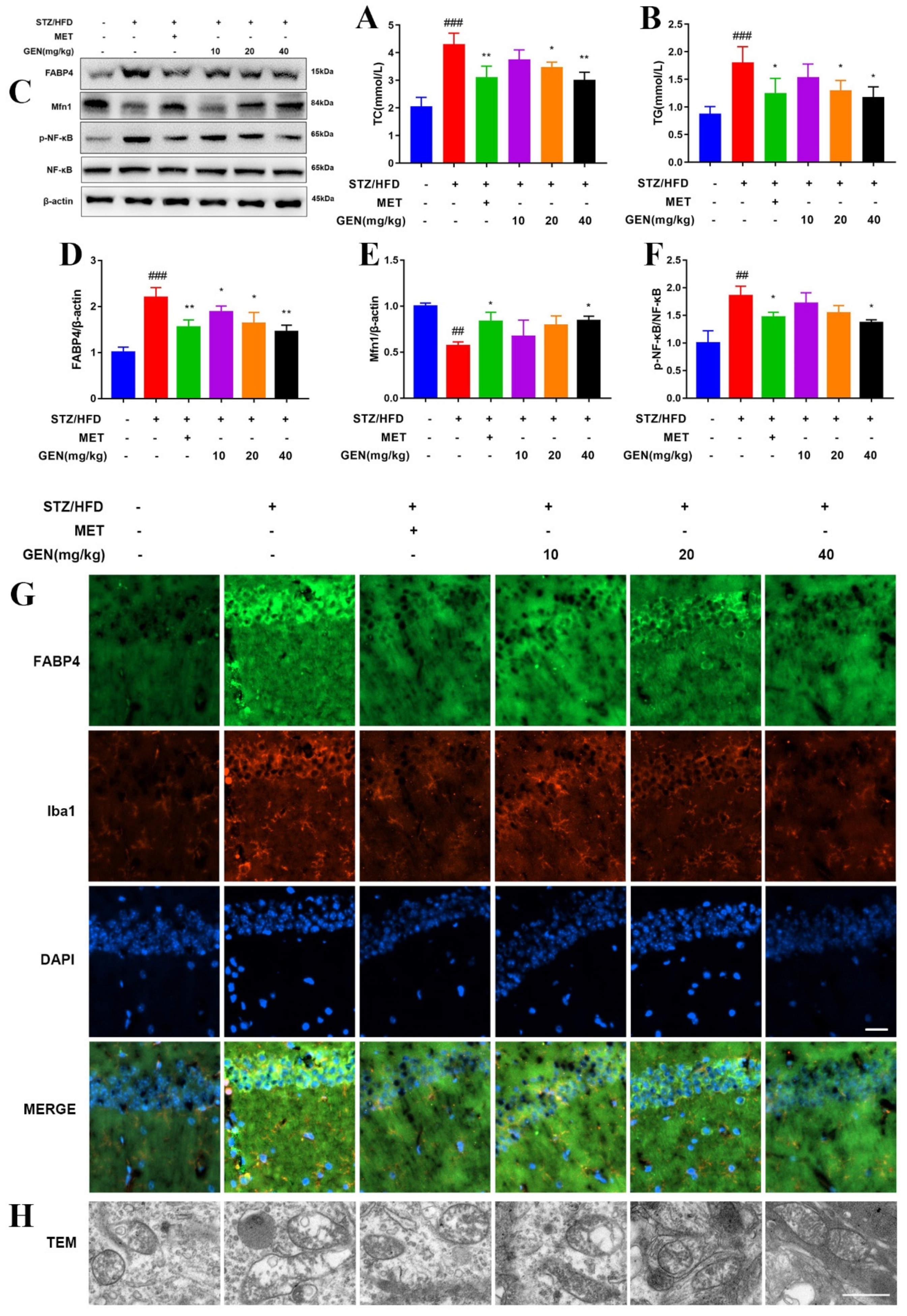 Antioxidants 12 00074 g008