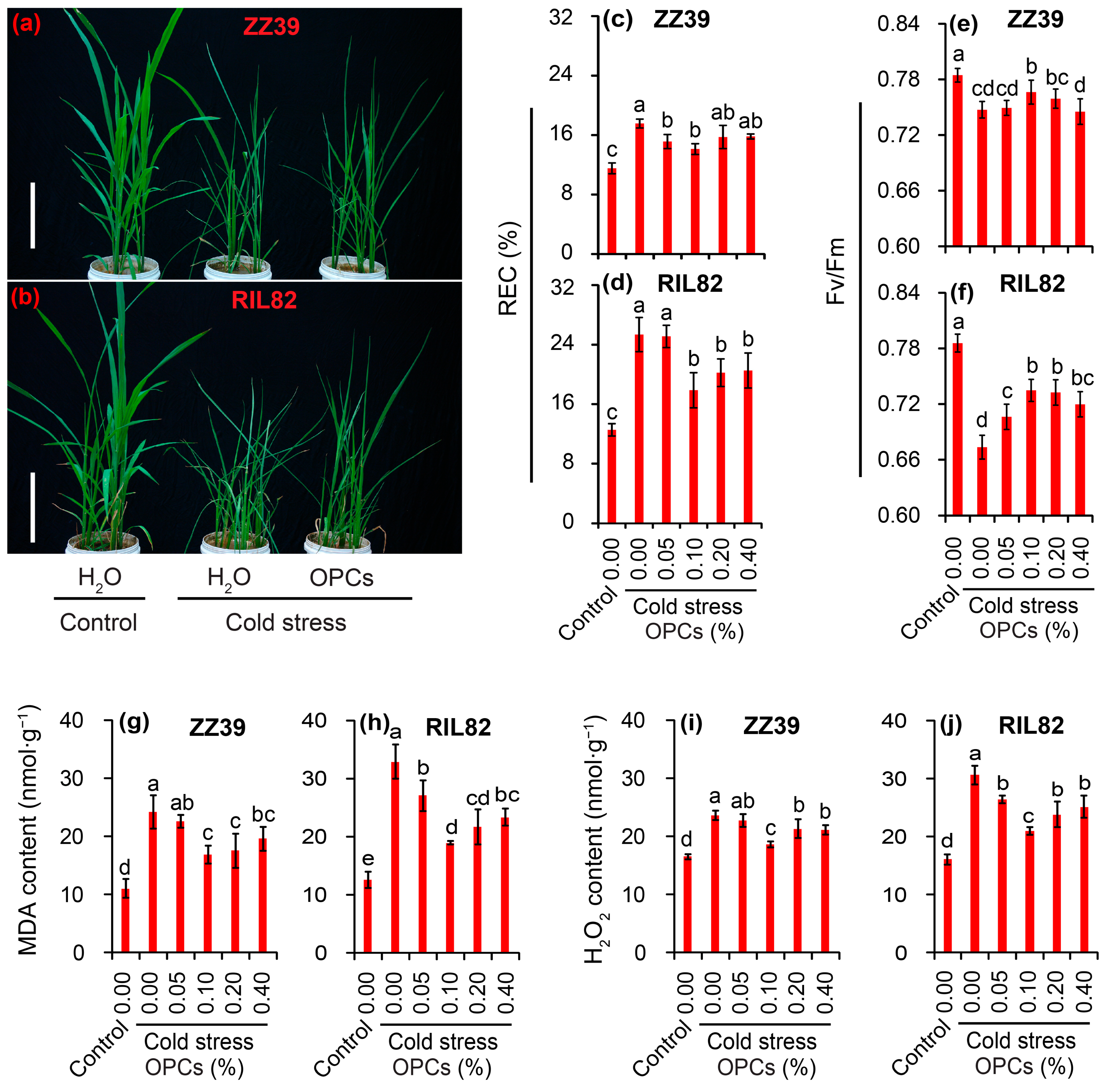 Antioxidants 12 00079 g004