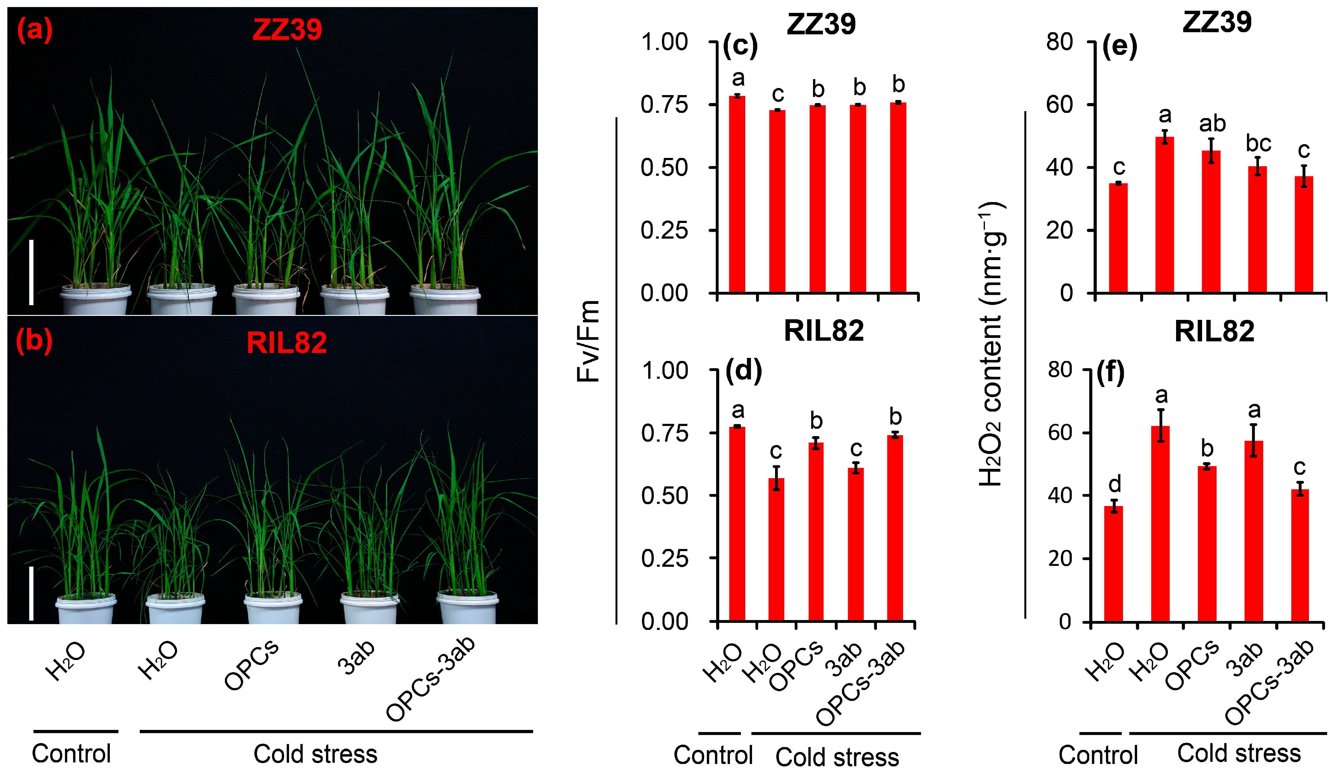 Antioxidants 12 00079 g007