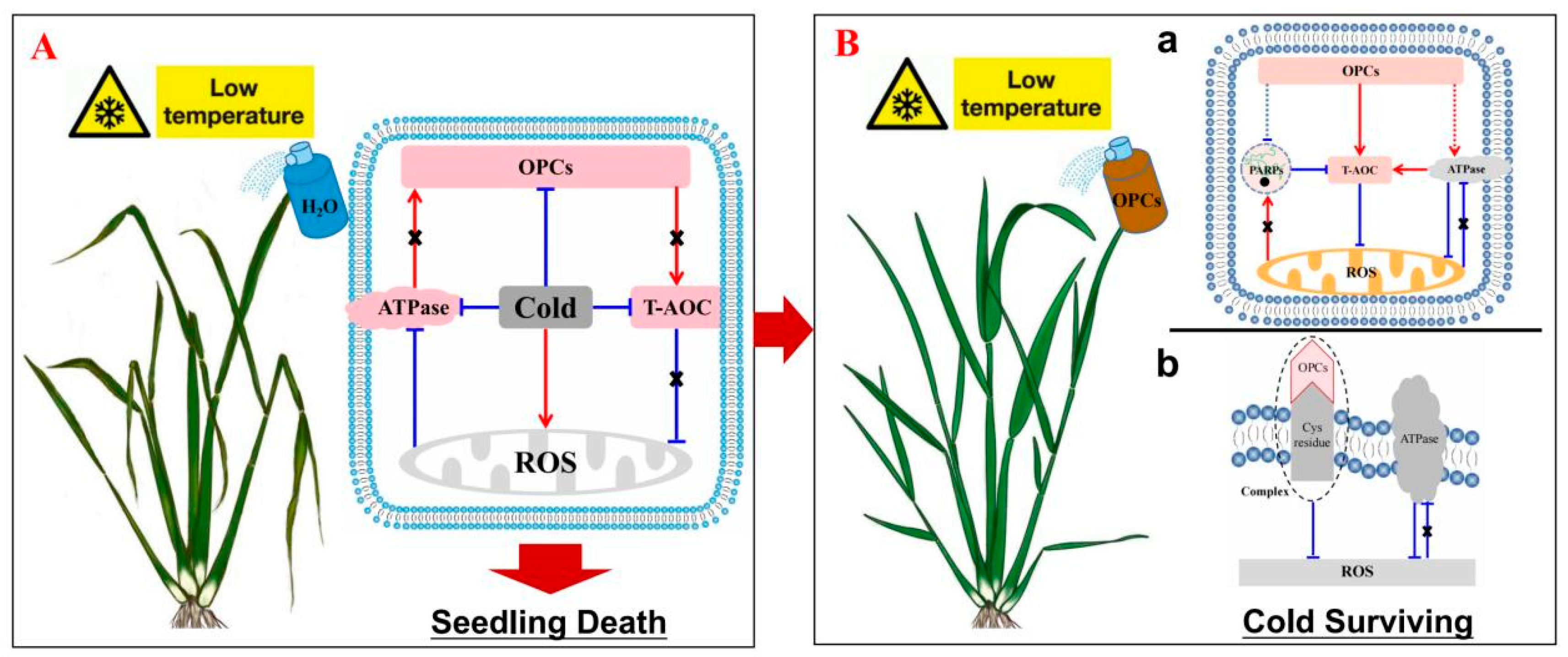 Antioxidants 12 00079 g009