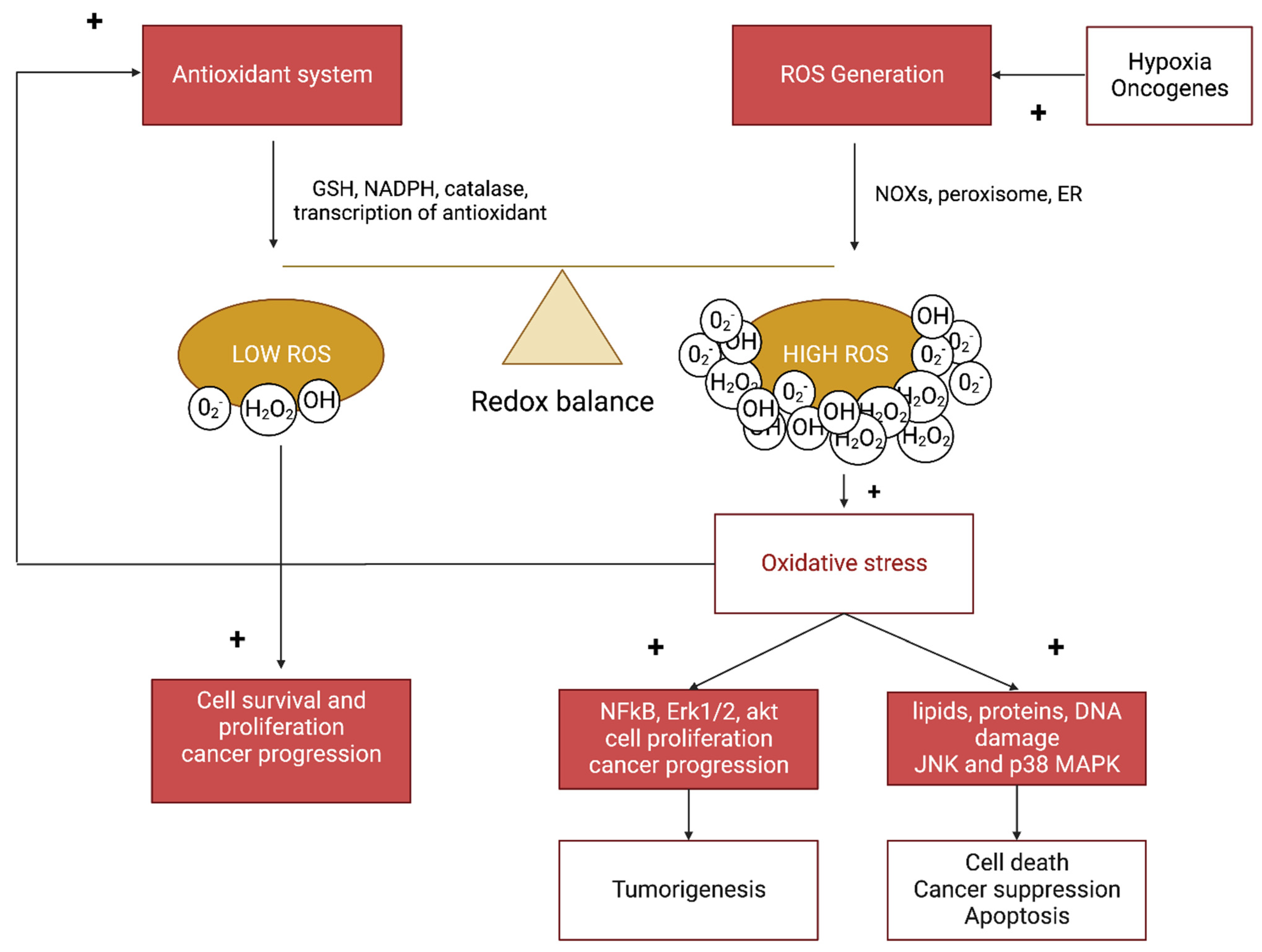 Antioxidants 12 00084 g001 Antioxidants 12 00084 g001