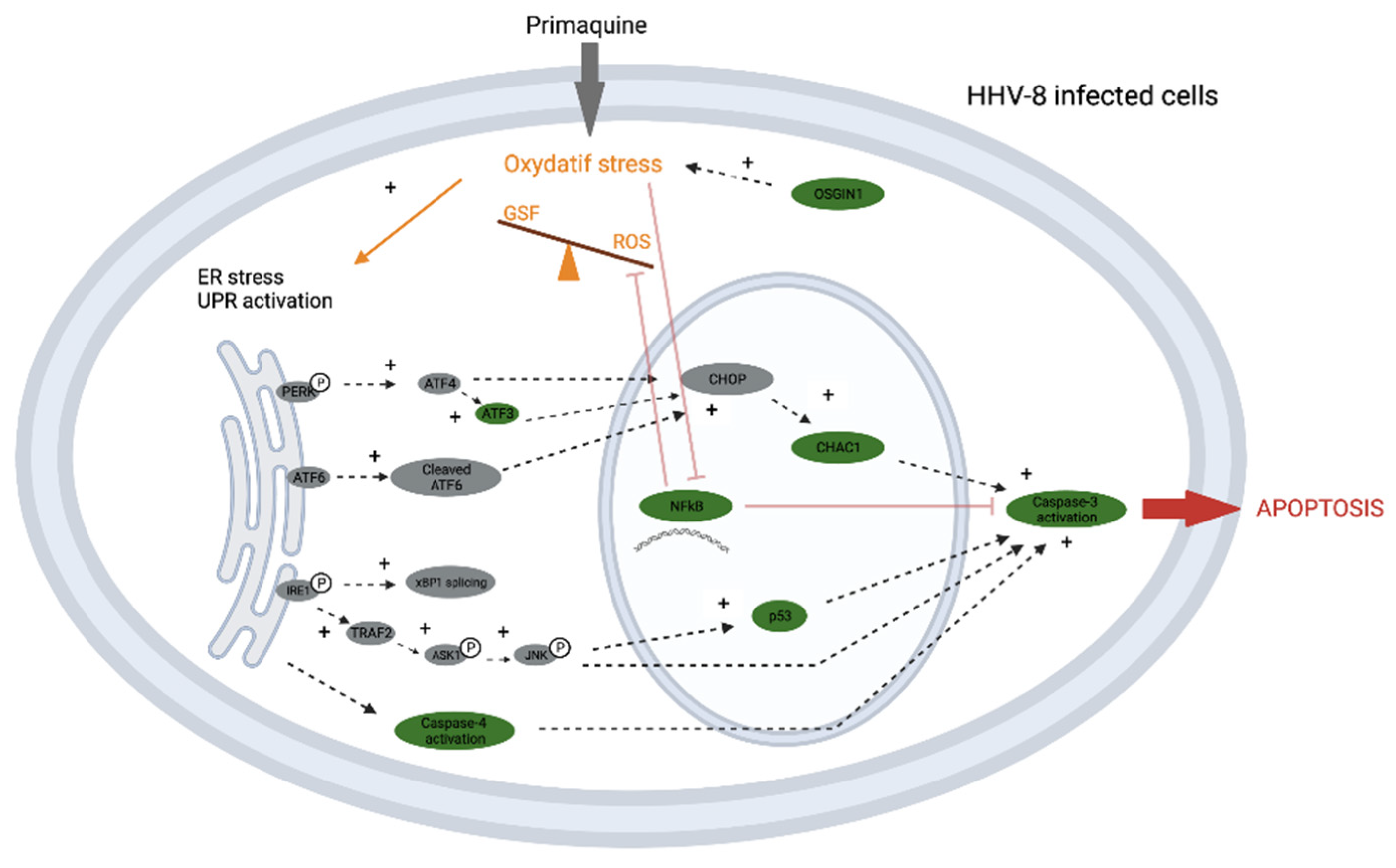 Antioxidants 12 00084 g002 Antioxidants 12 00084 g002