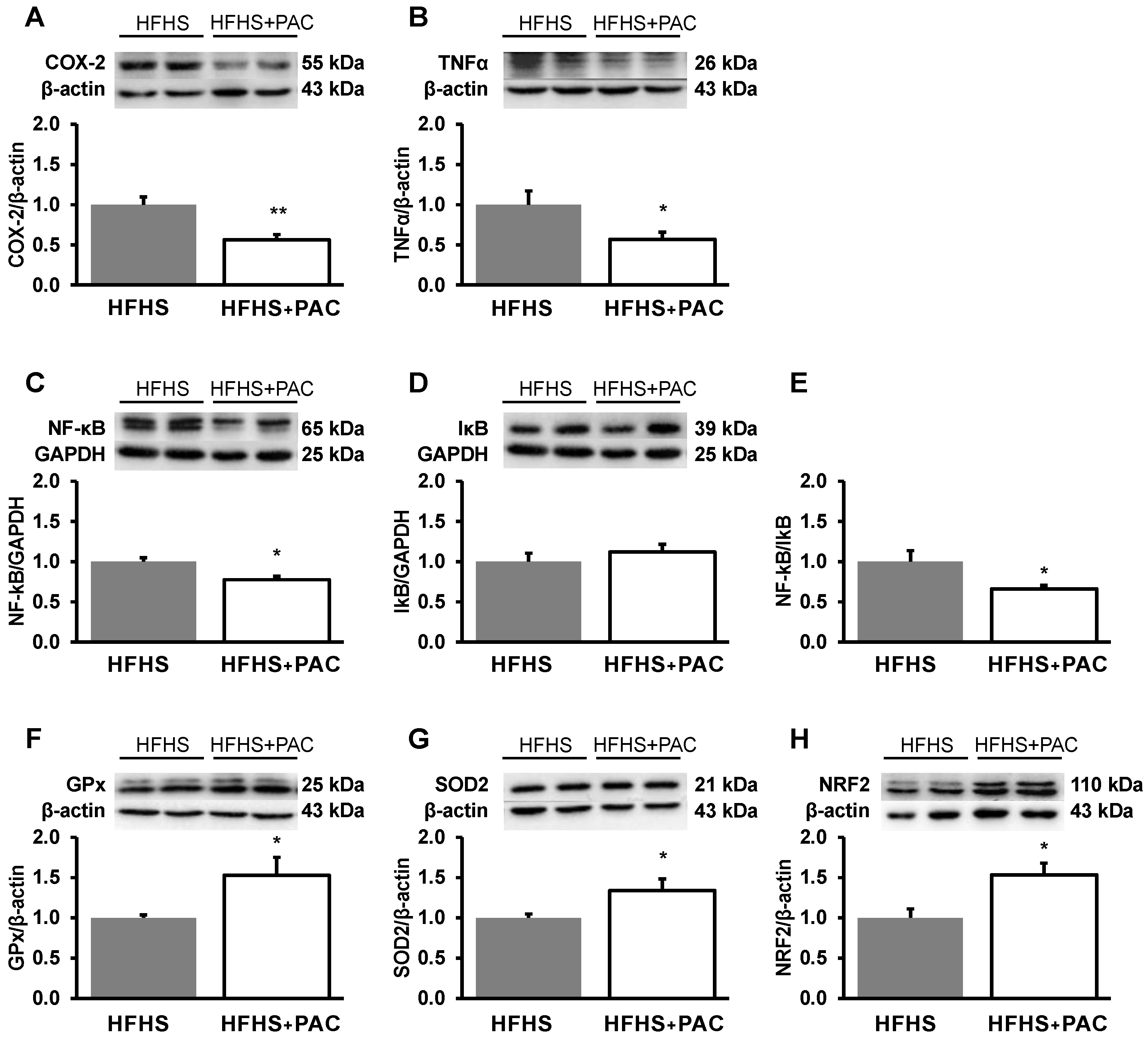 Antioxidants 12 00090 g007 Antioxidants 12 00090 g007