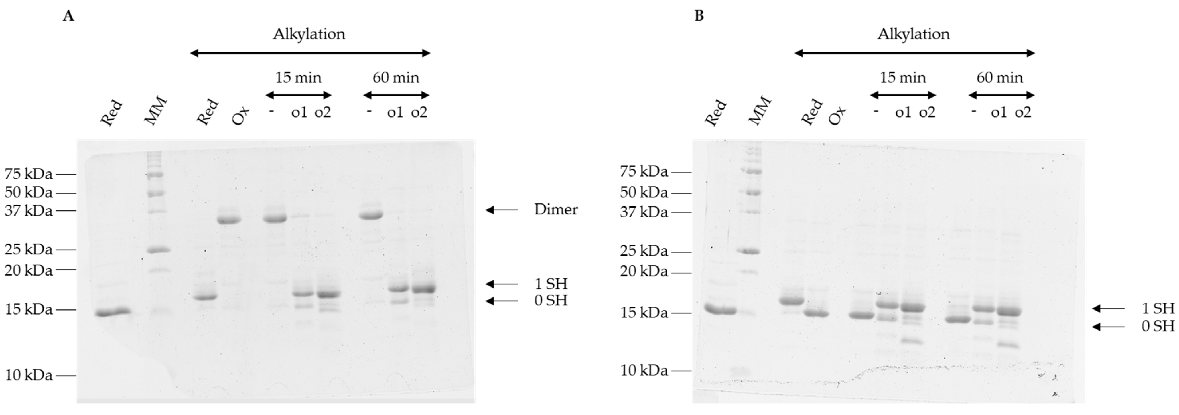 Antioxidants 12 00102 g004