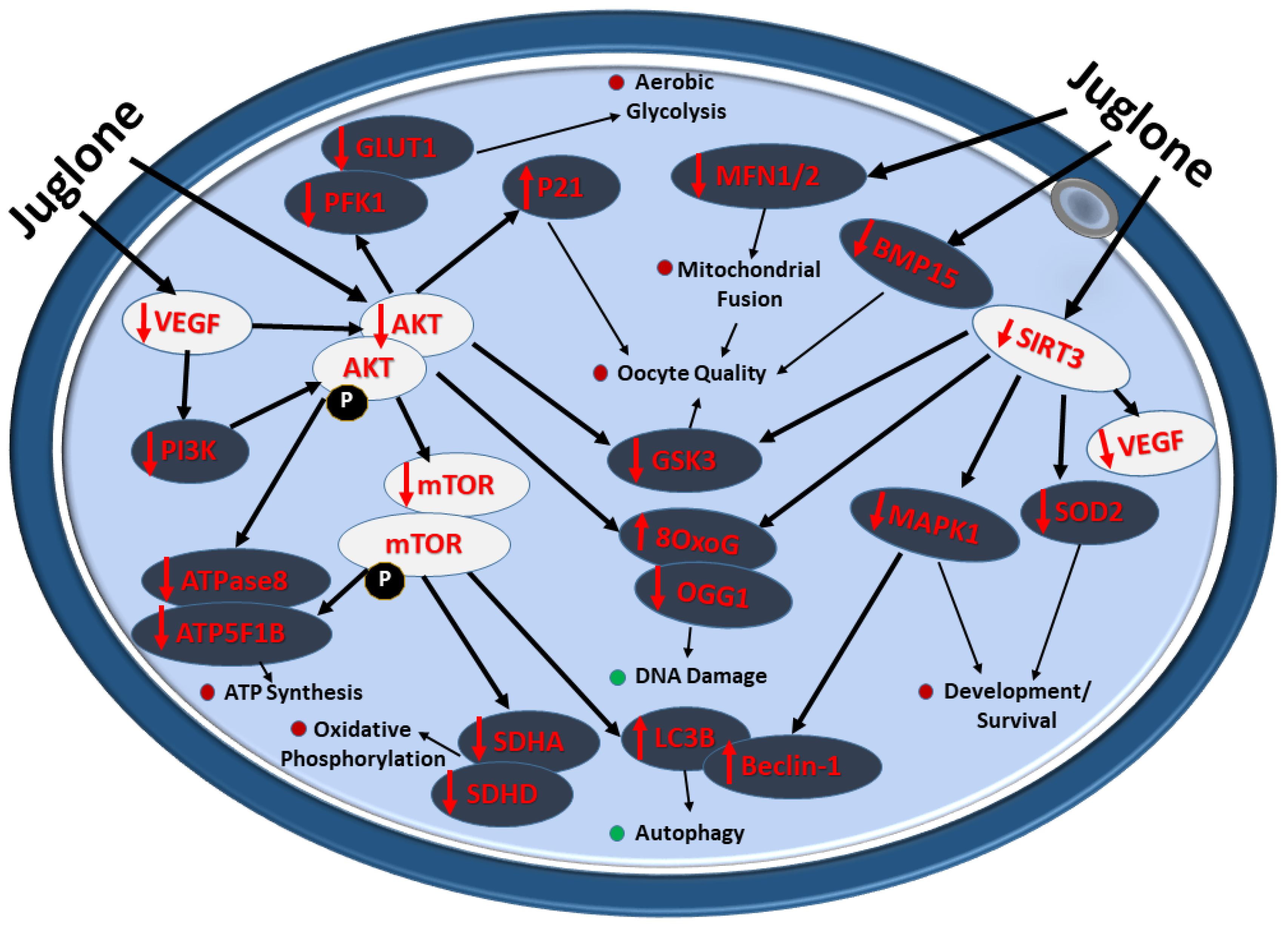 Antioxidants 12 00114 g007