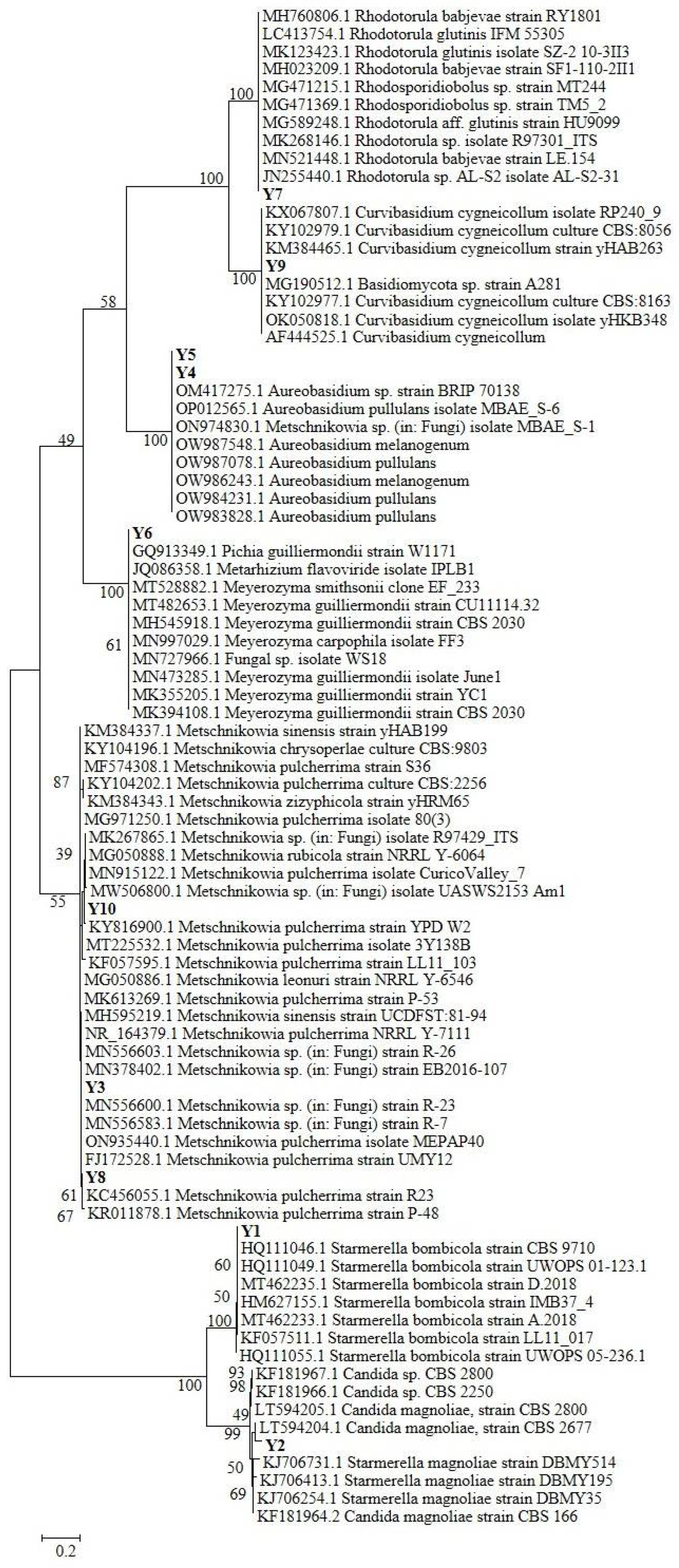 Antioxidants 12 00115 g001 Antioxidants 12 00115 g001