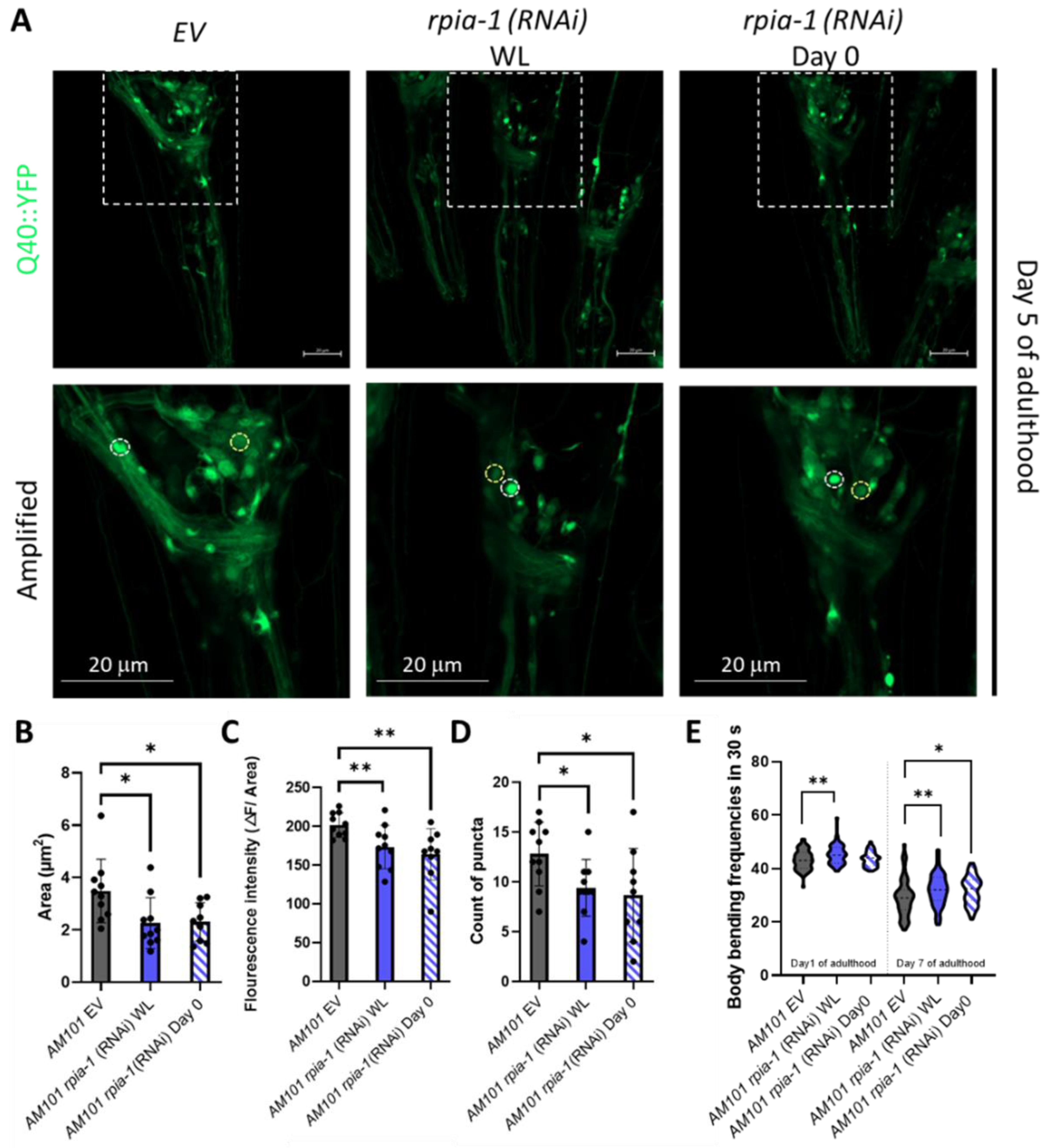 Antioxidants 12 00124 g002