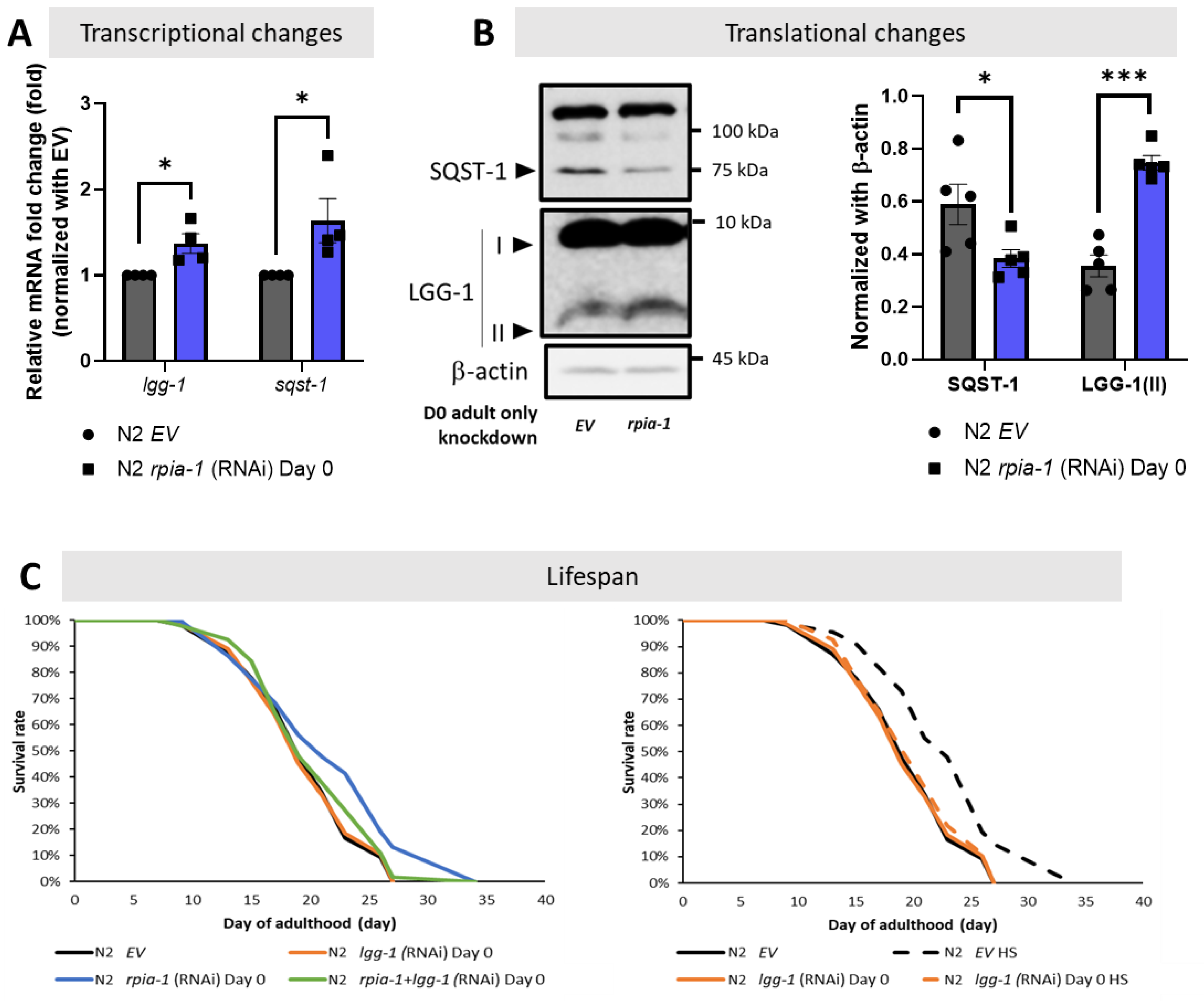 Antioxidants 12 00124 g005
