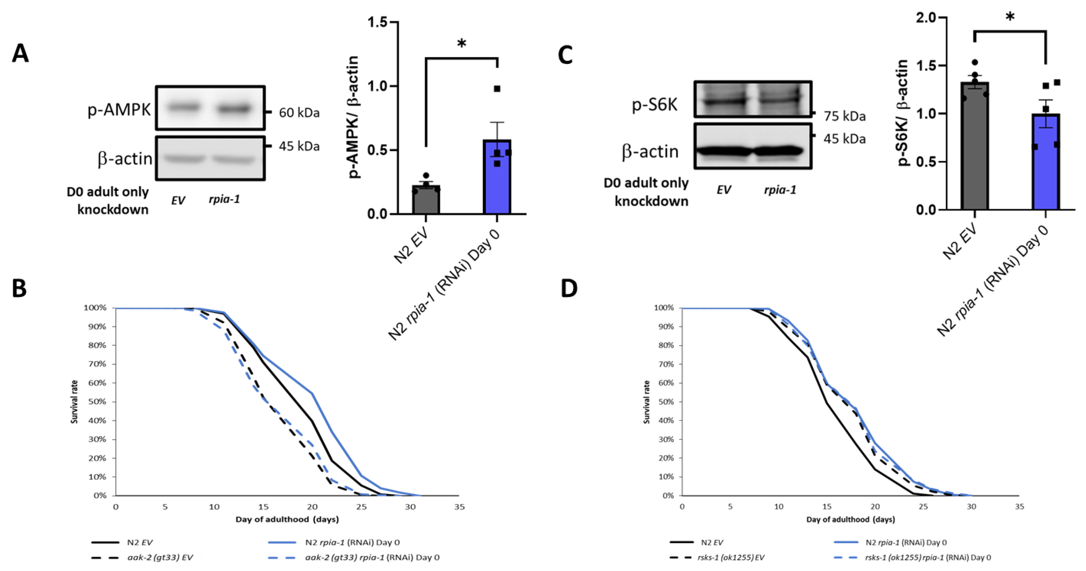 Antioxidants 12 00124 g006