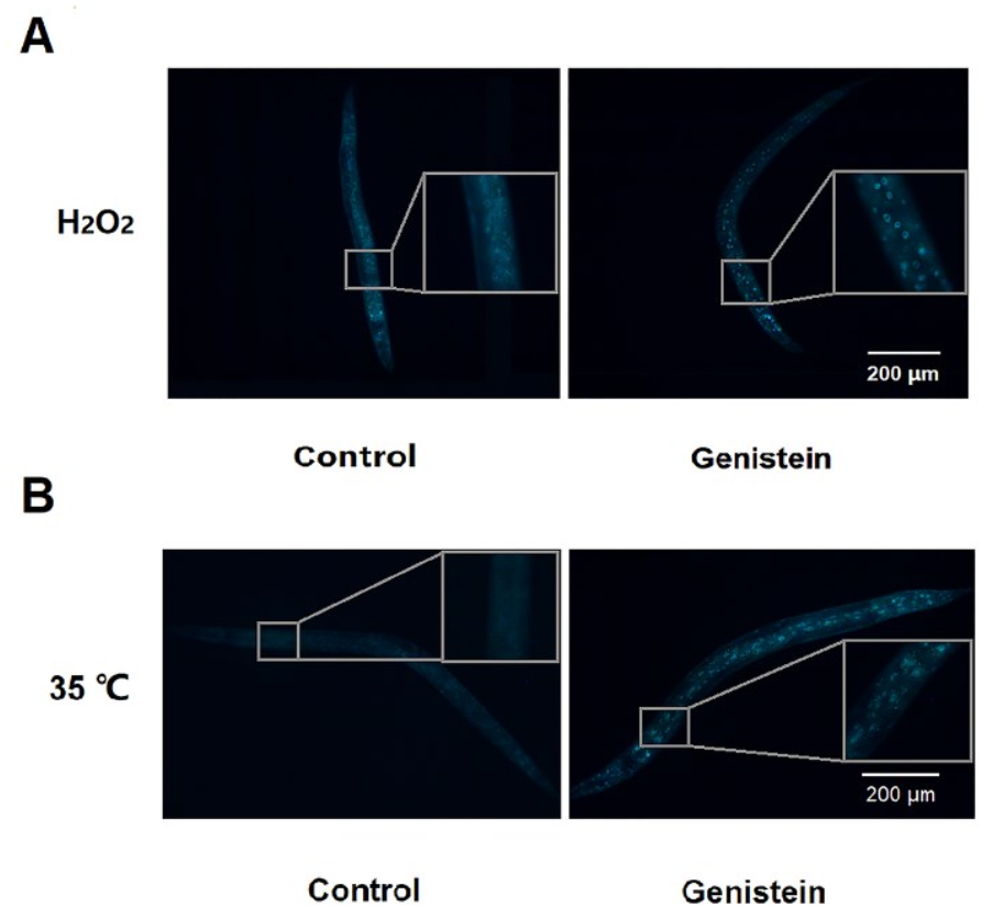 Antioxidants 12 00125 g005 Antioxidants 12 00125 g005