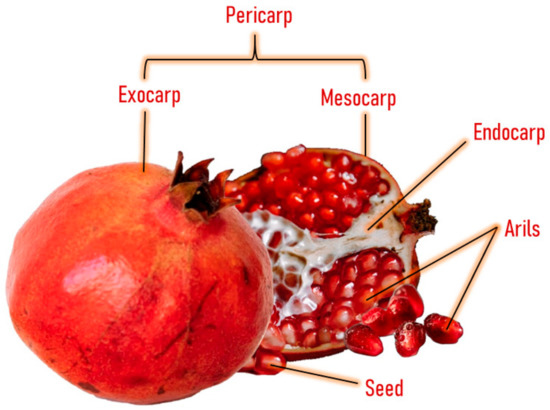 Anticancer Effect of Pomegranate Peel Polyphenols against Cervical Cancer