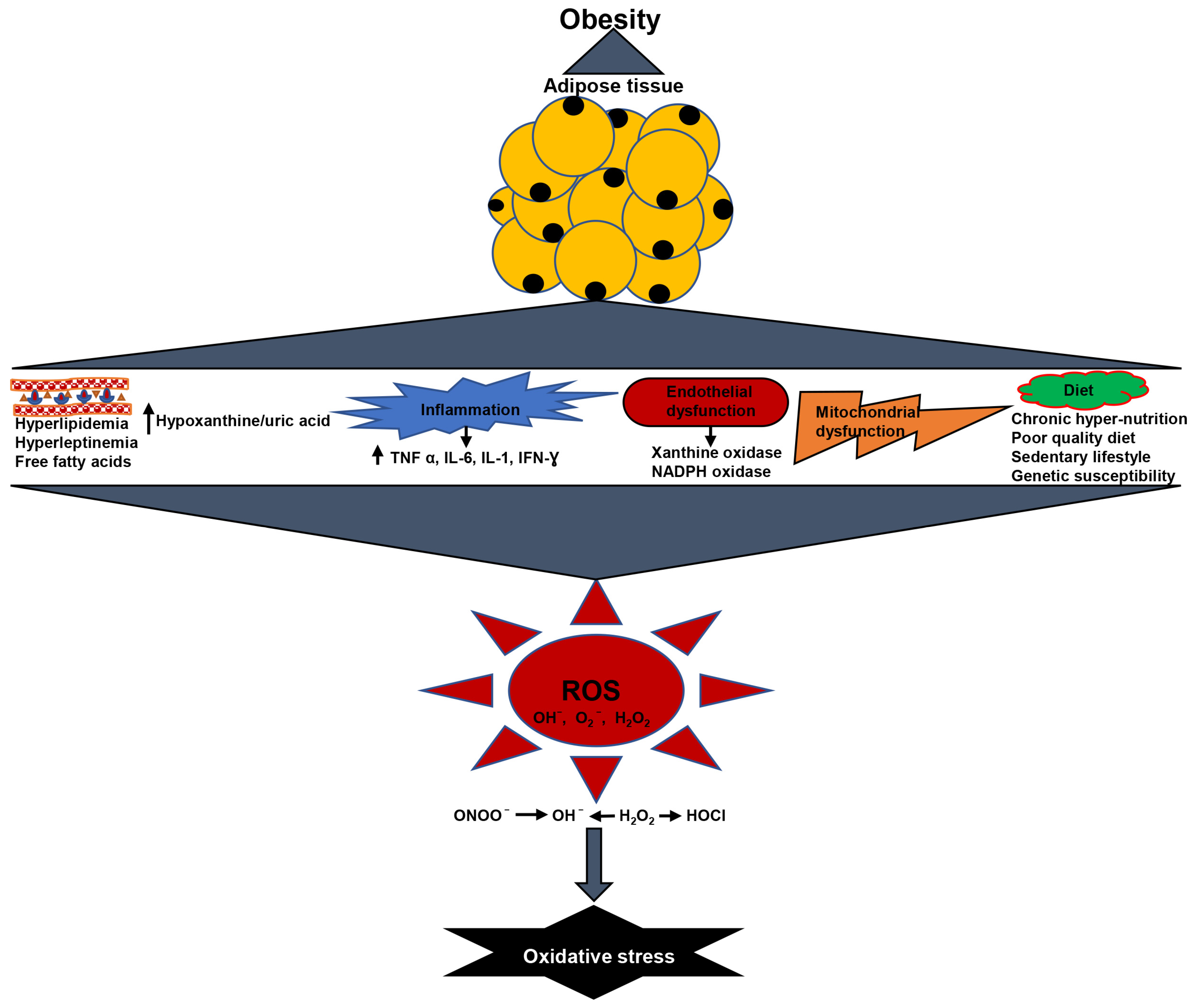 Antioxidants 12 00129 g001 Antioxidants 12 00129 g001