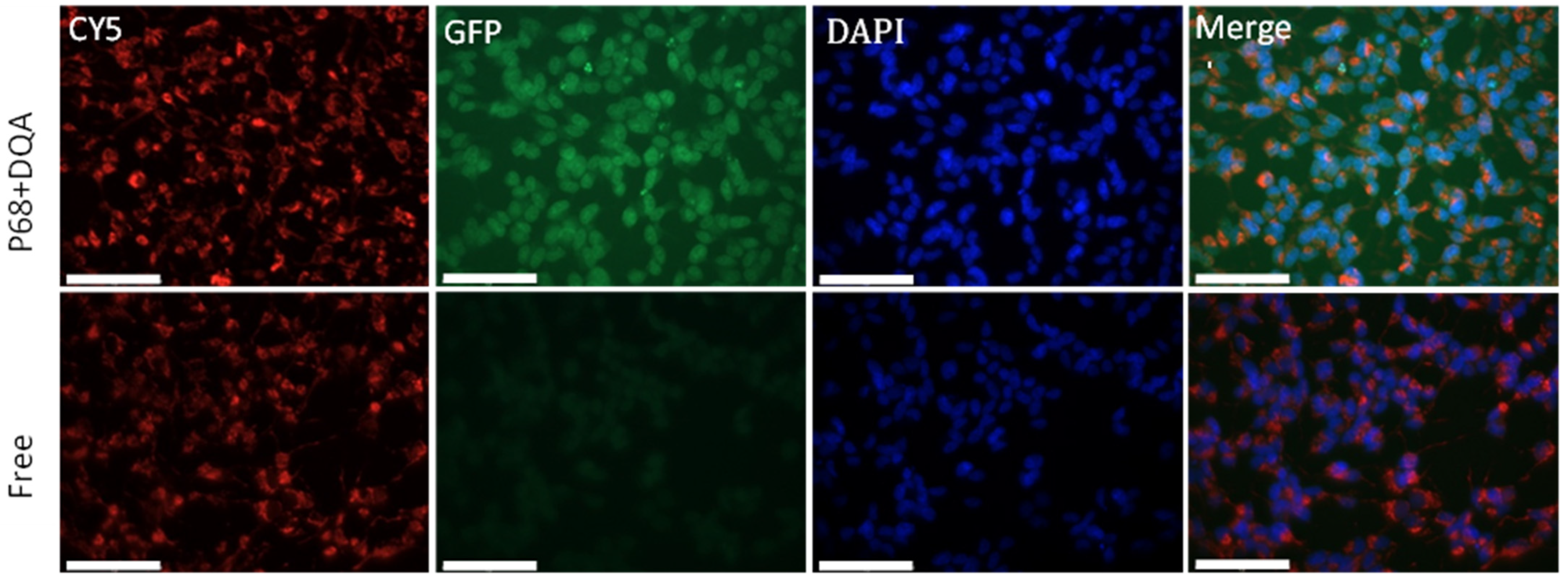 Antioxidants 12 00130 g006 Antioxidants 12 00130 g006