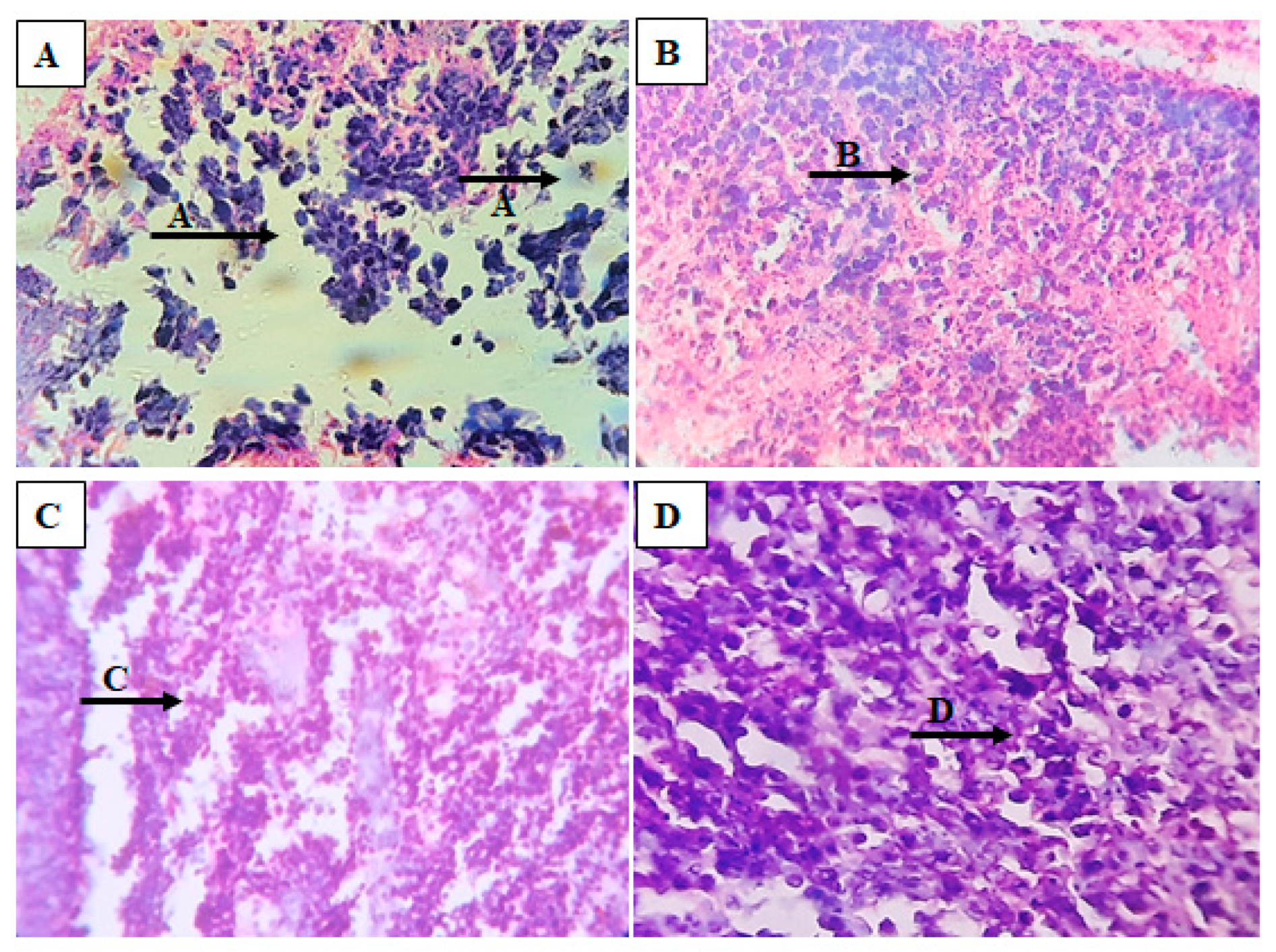 Antioxidants 12 00134 g007 Antioxidants 12 00134 g007