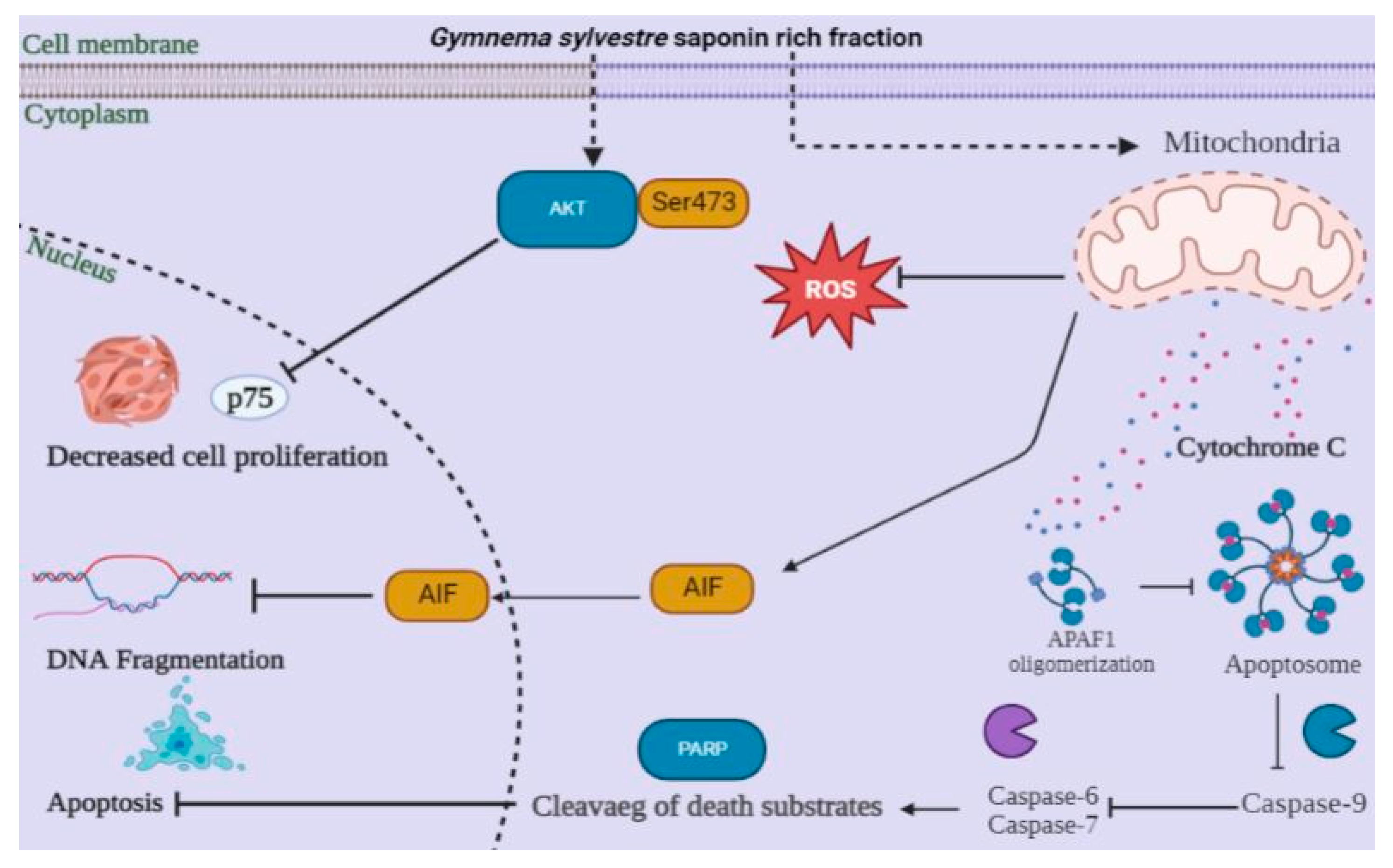 Antioxidants 12 00134 g008 Antioxidants 12 00134 g008