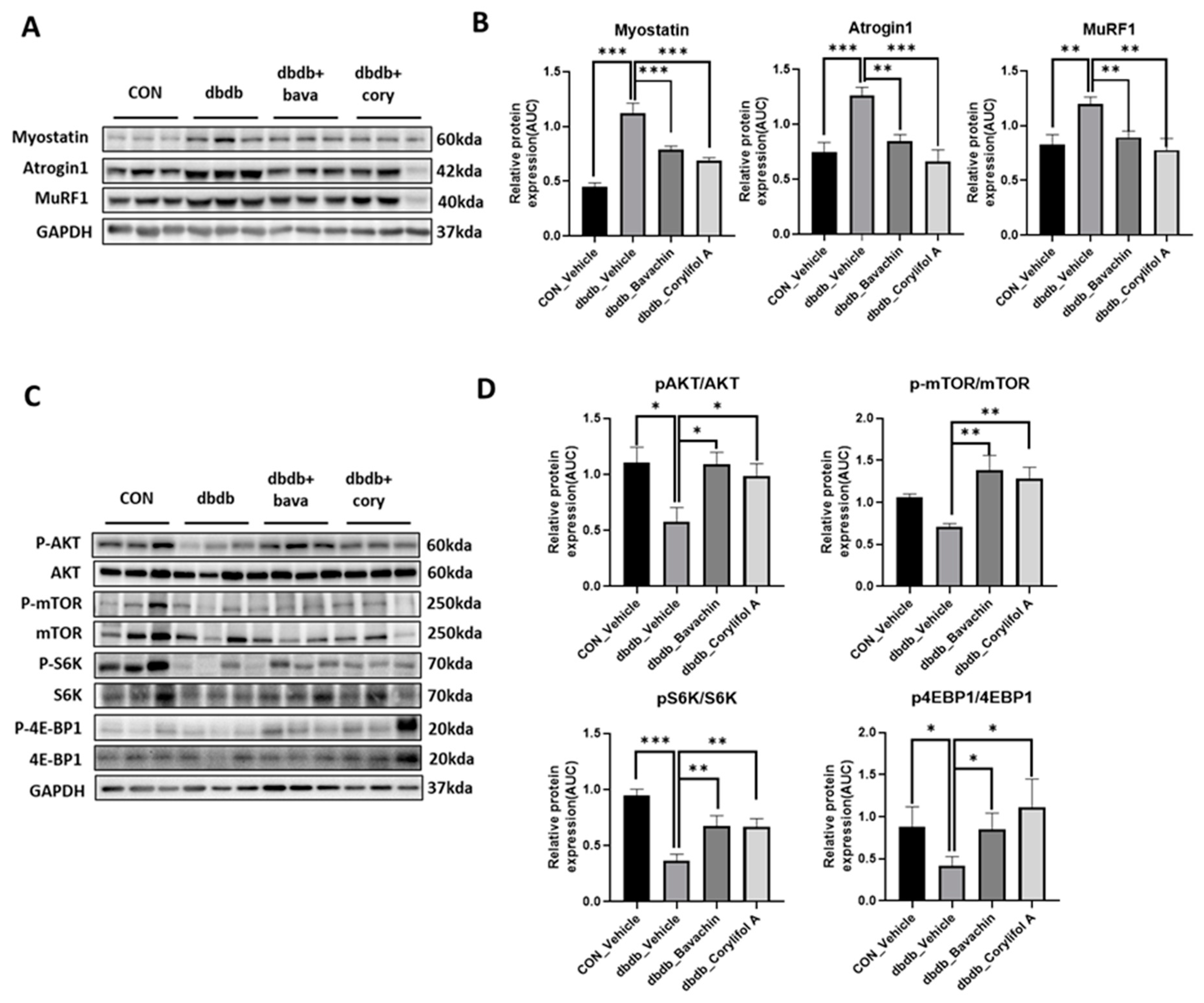 Antioxidants 12 00137 g004 Antioxidants 12 00137 g004