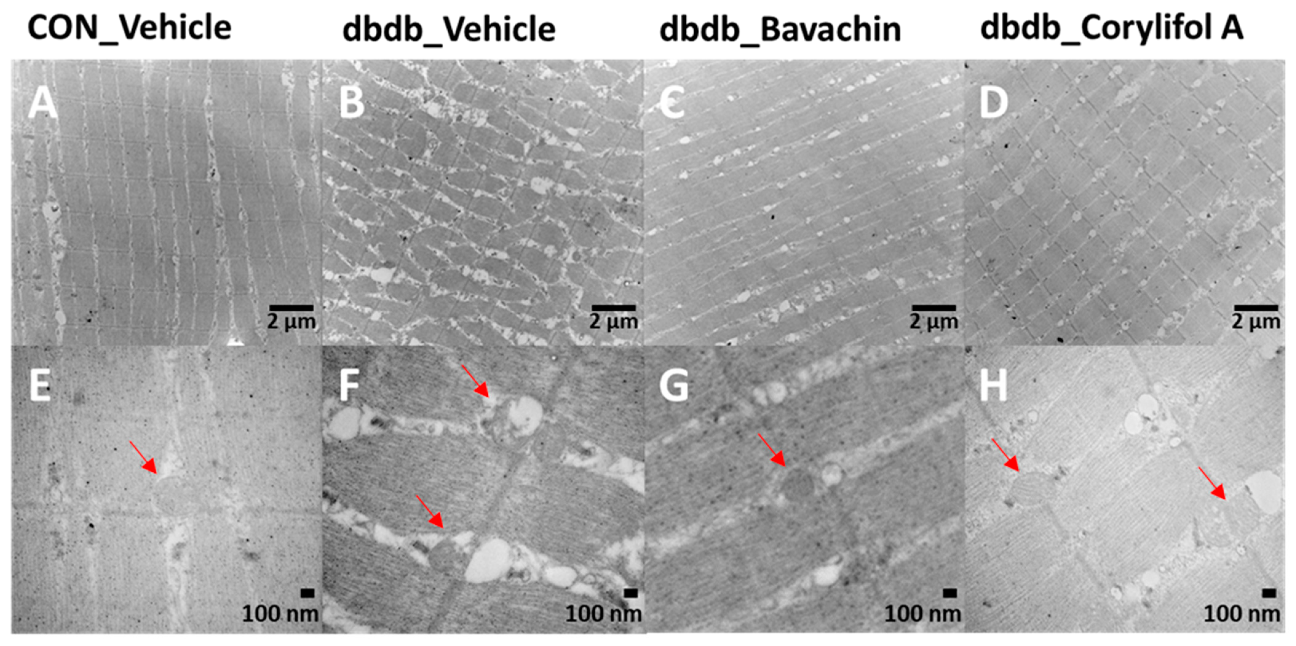 Antioxidants 12 00137 g005 Antioxidants 12 00137 g005