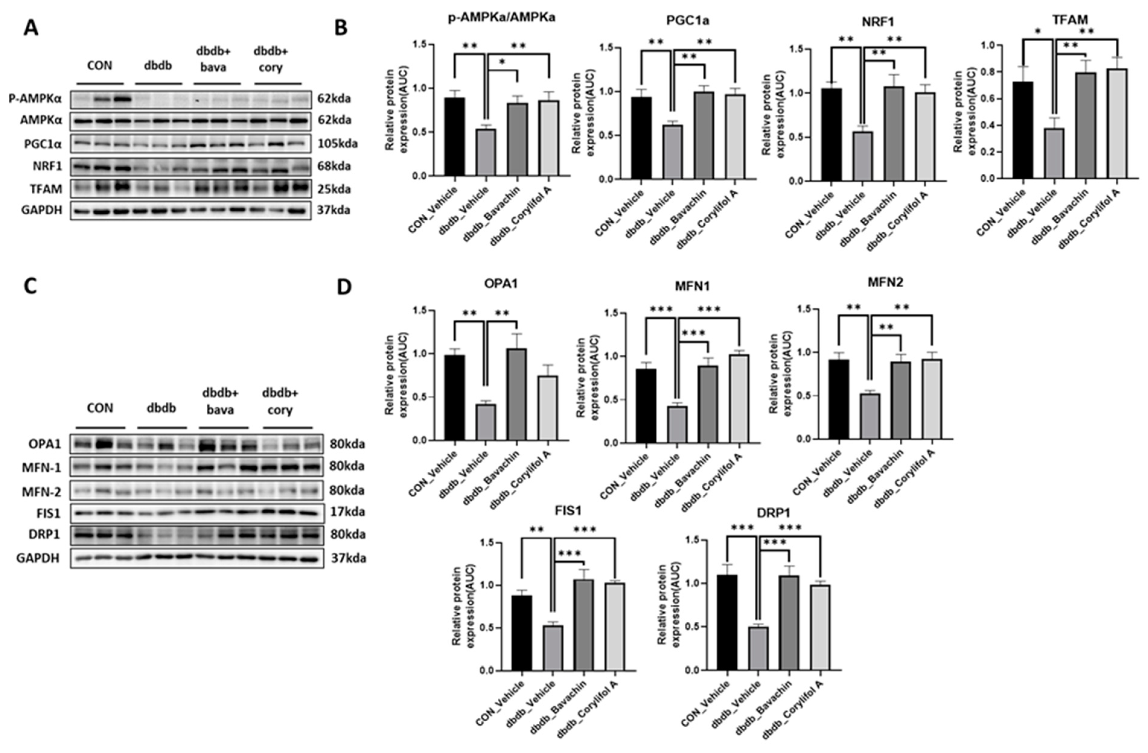 Antioxidants 12 00137 g007 Antioxidants 12 00137 g007