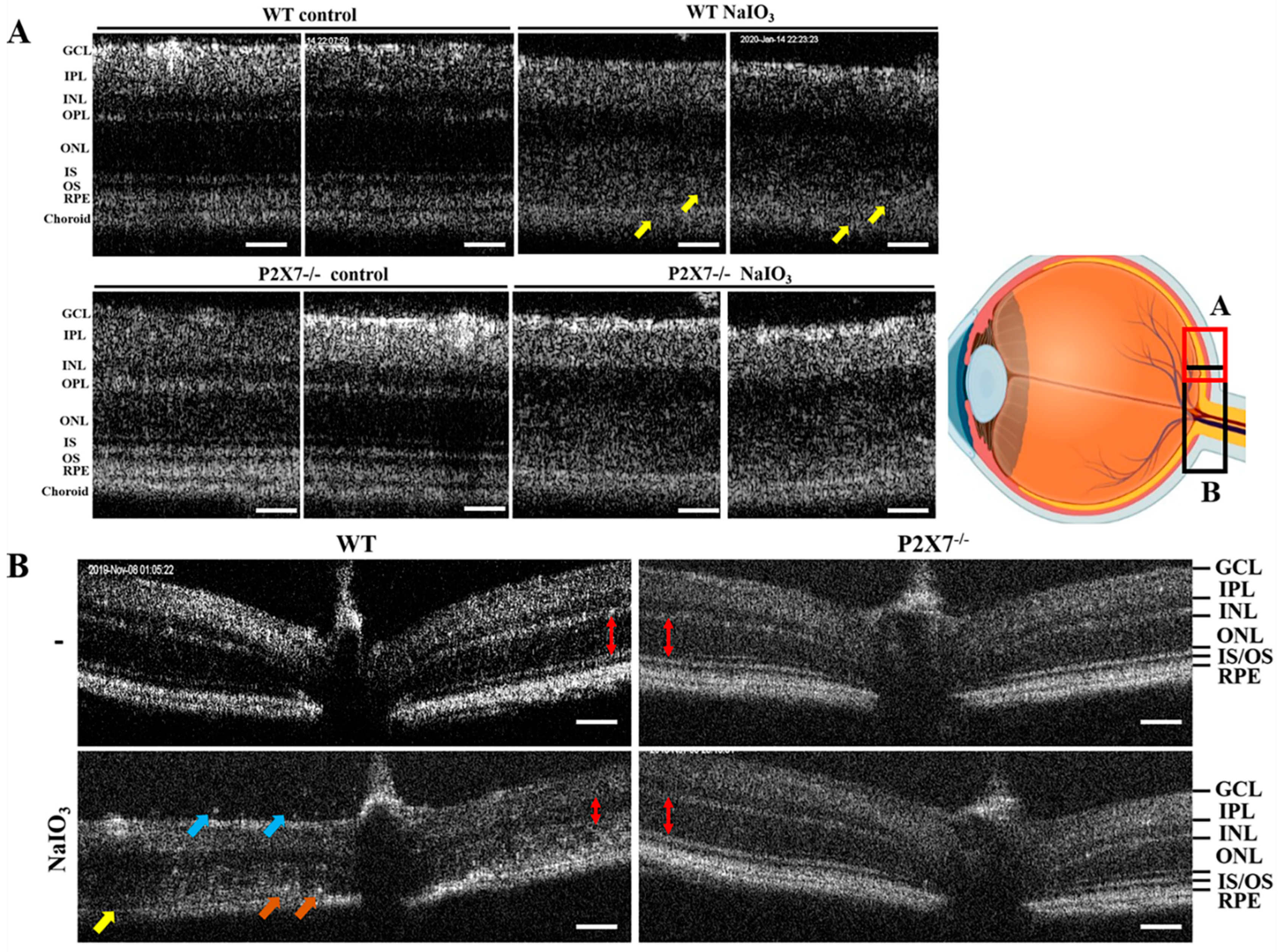 Antioxidants 12 00141 g002