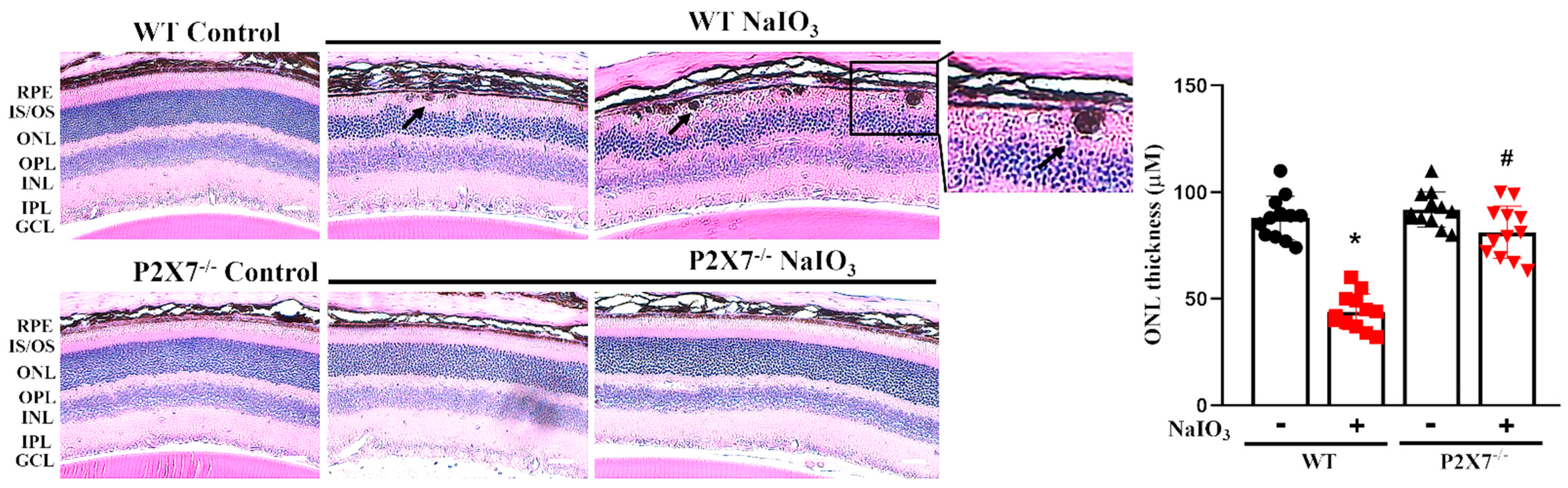 Antioxidants 12 00141 g003