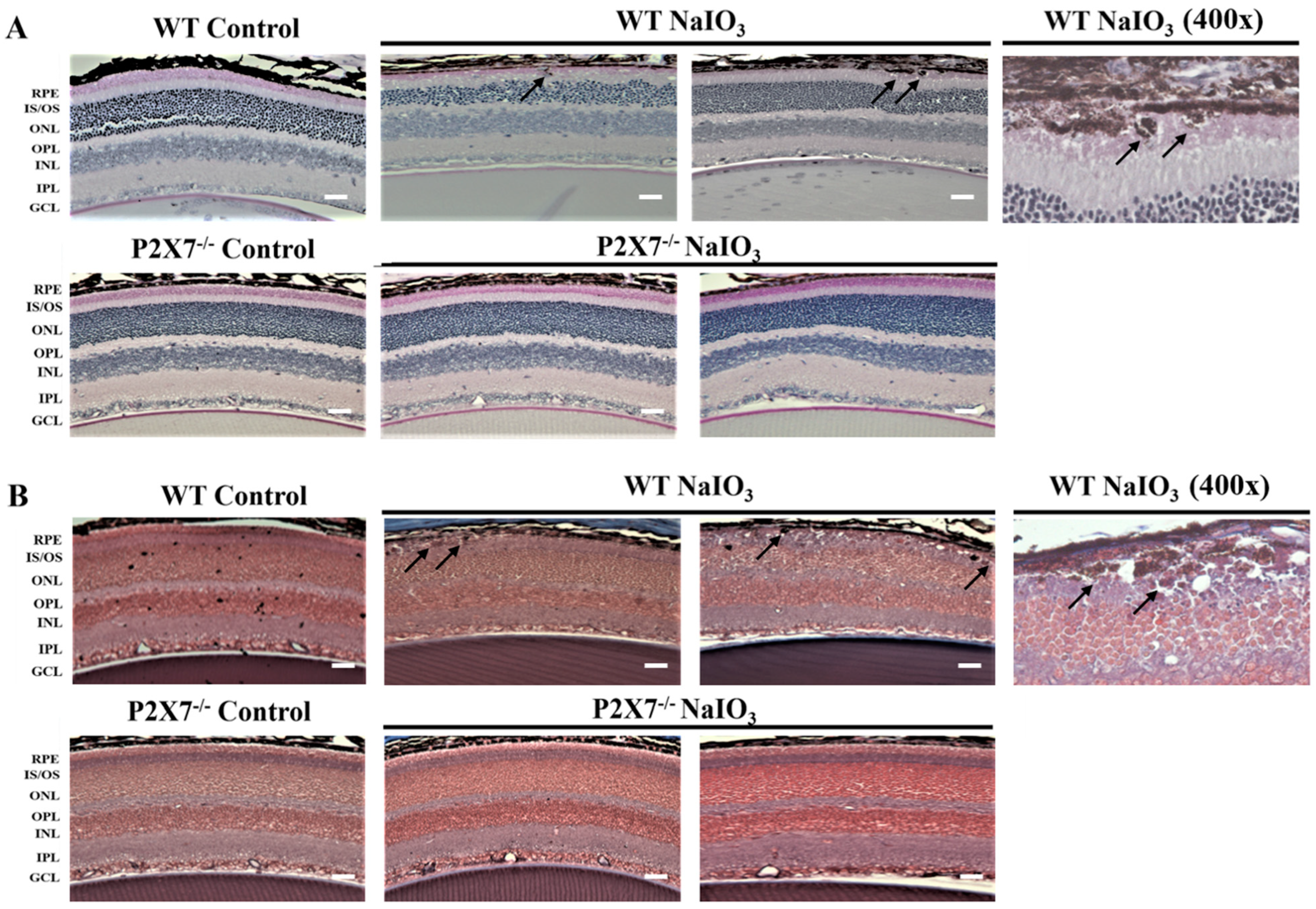 Antioxidants 12 00141 g004