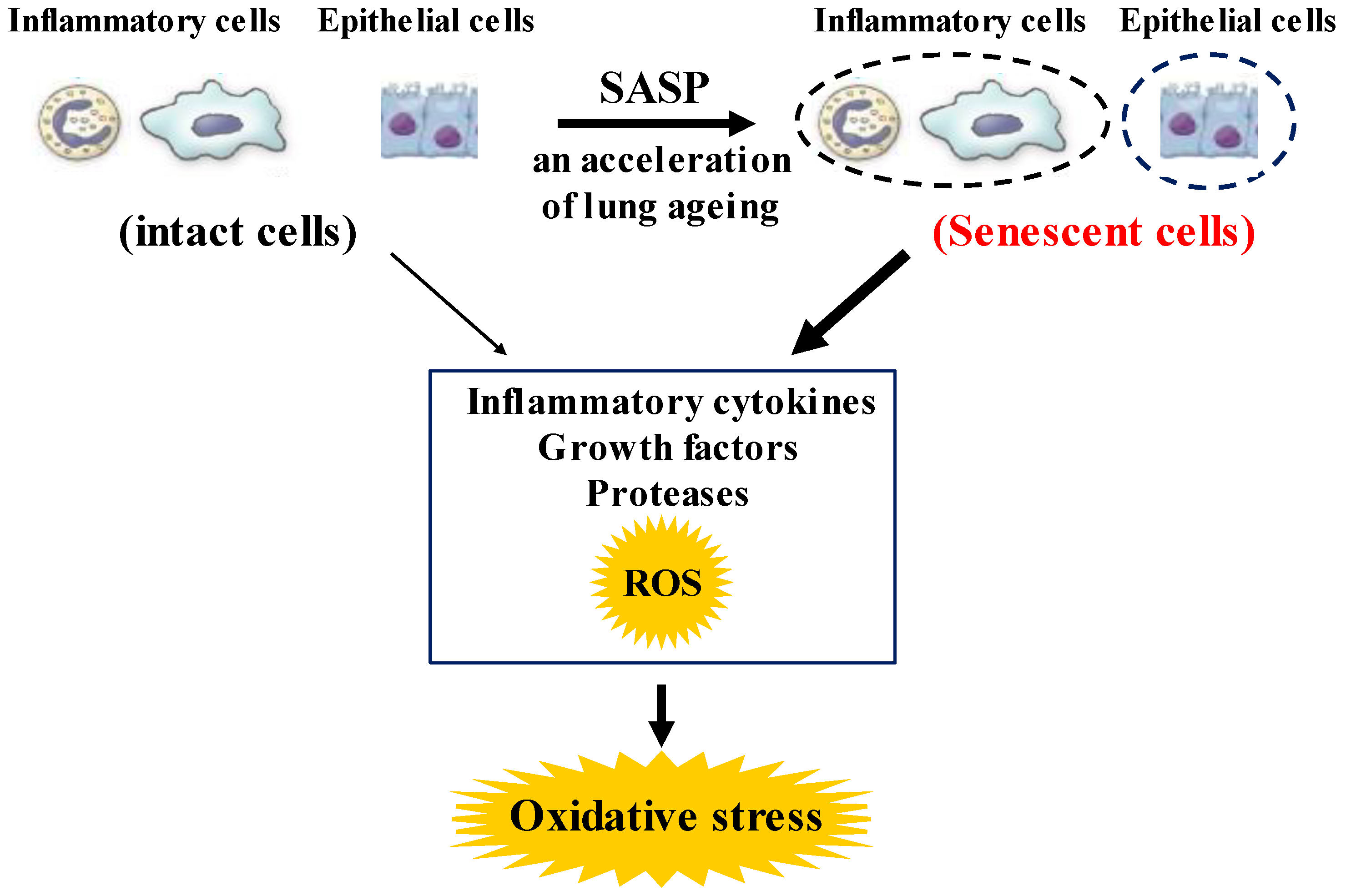 Antioxidants 12 00142 g002 Antioxidants 12 00142 g002